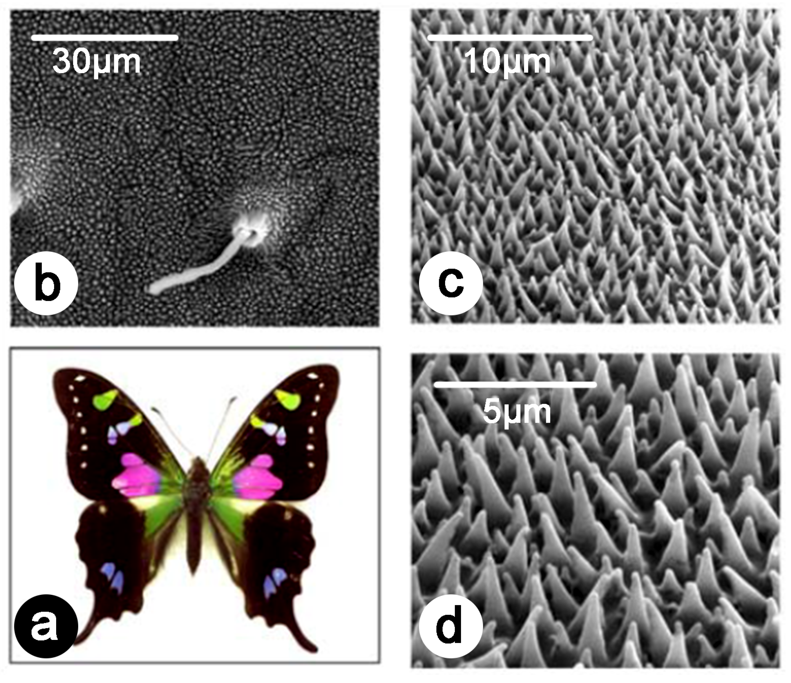 Biomimetics 07 00153 g008 Biomimetics 07 00153 g008
