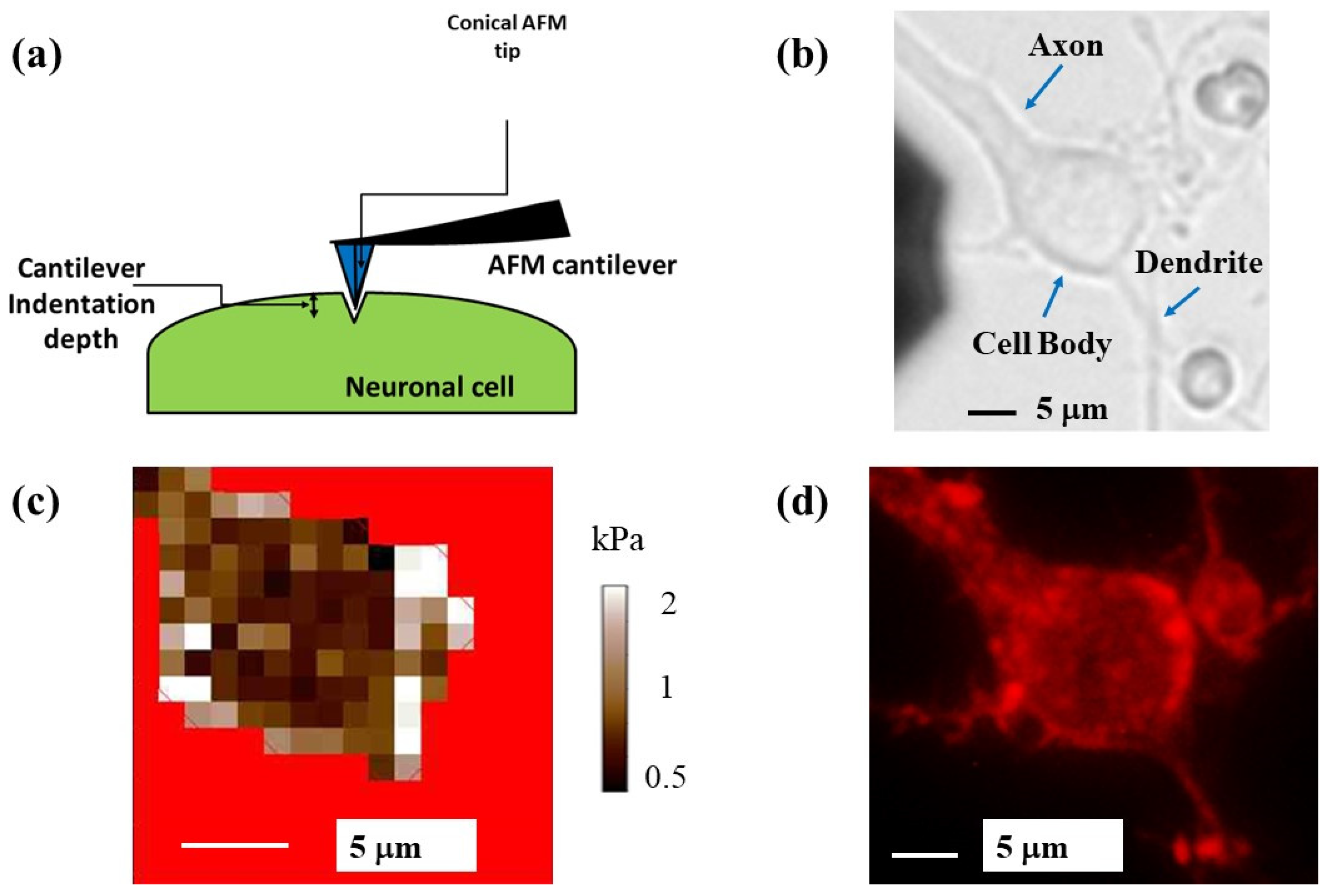Biomimetics 07 00157 g004 Biomimetics 07 00157 g004