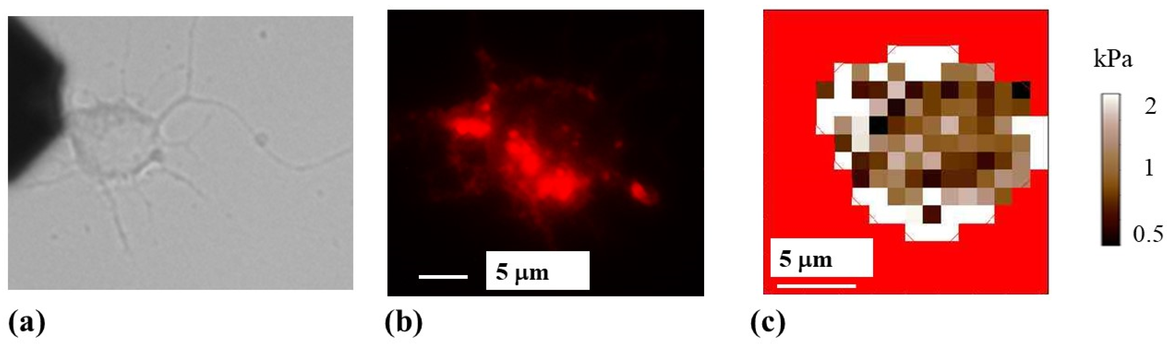 Biomimetics 07 00157 g005 Biomimetics 07 00157 g005