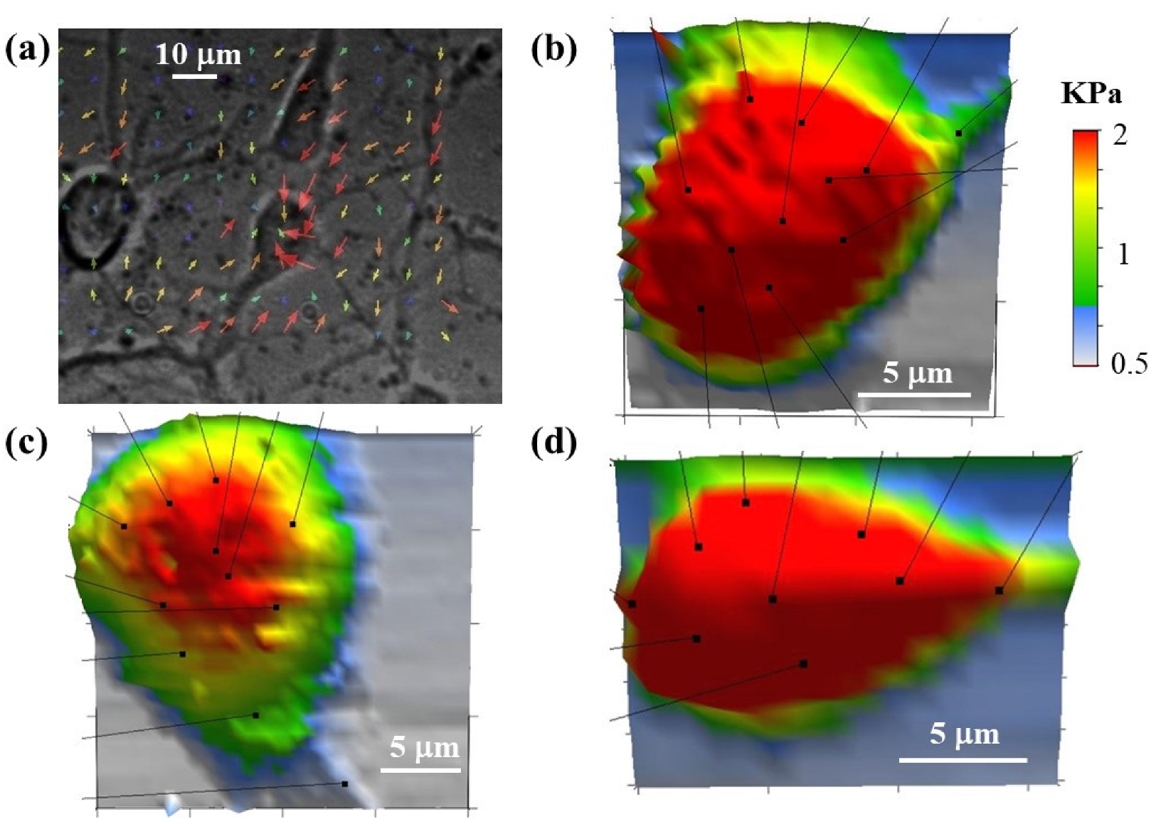 Biomimetics 07 00157 g007 Biomimetics 07 00157 g007
