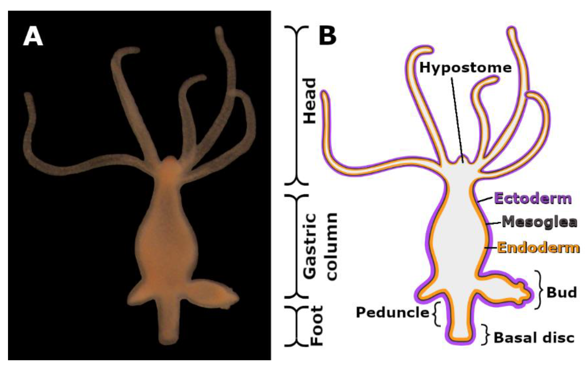 Biomimetics | Free Full-Text | The Involvement of Cell-Type-Specific Glycans in Hydra Temporary Adhesion Revealed by a Lectin Screen Biomimetics | Free Full-Text | The Involvement of Cell-Type-Specific Glycans in Hydra Temporary Adhesion Revealed by a Lectin Screen