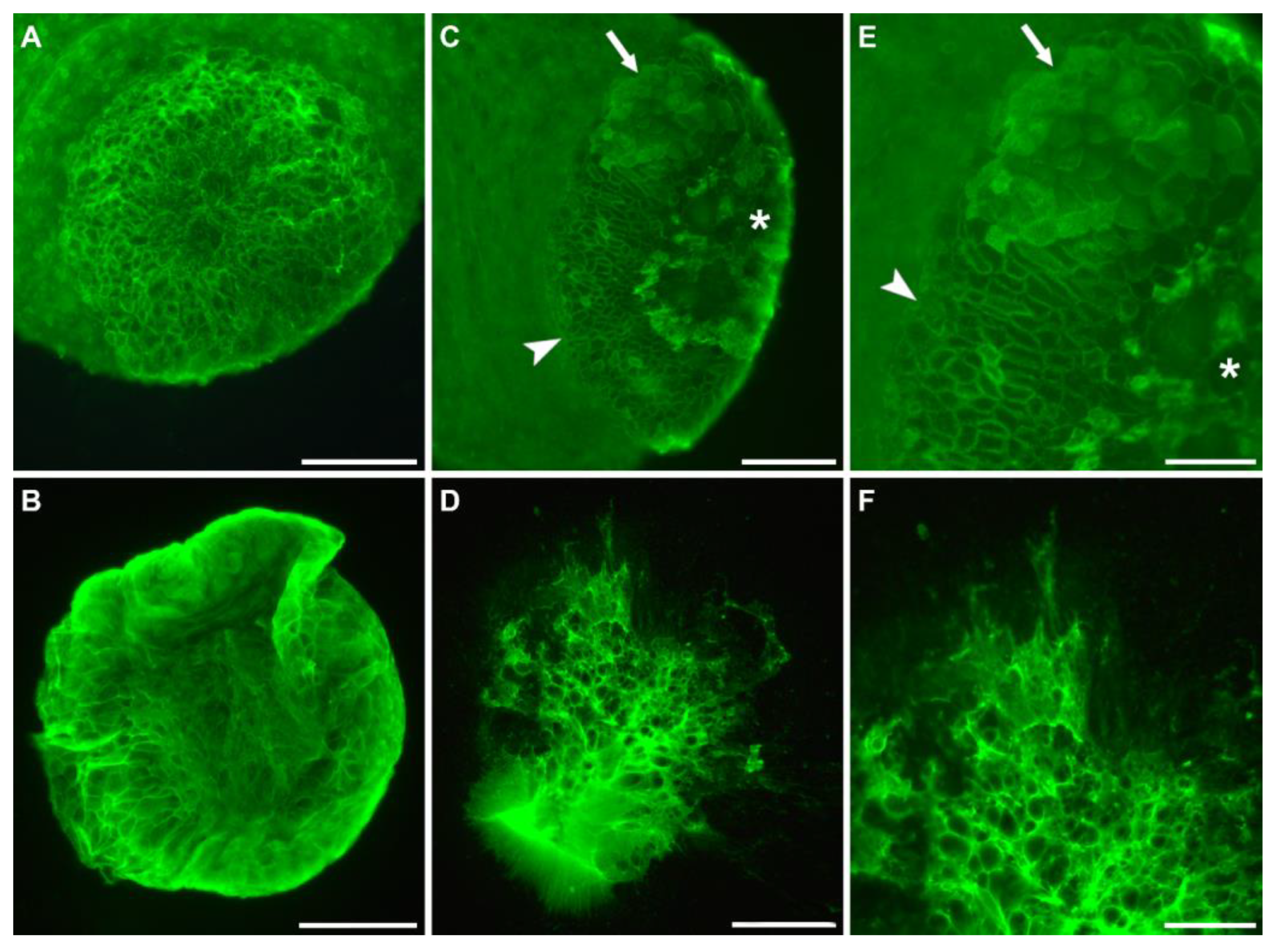 Biomimetics 07 00166 g004 Biomimetics 07 00166 g004