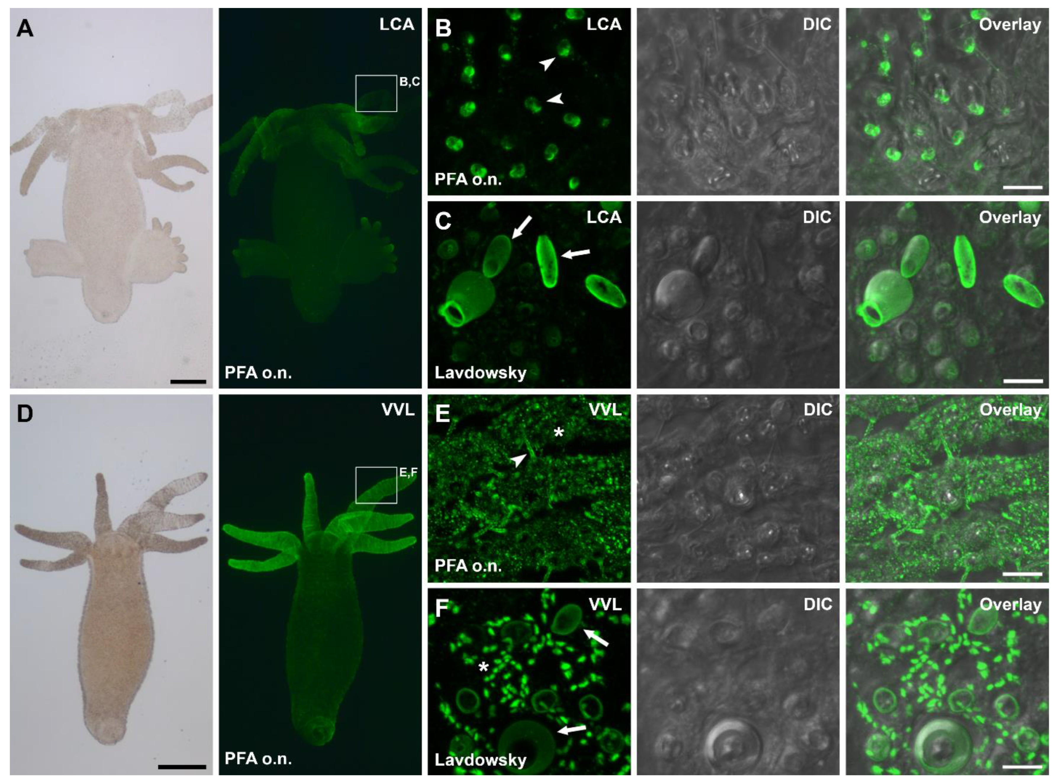 Biomimetics 07 00166 g006 Biomimetics 07 00166 g006
