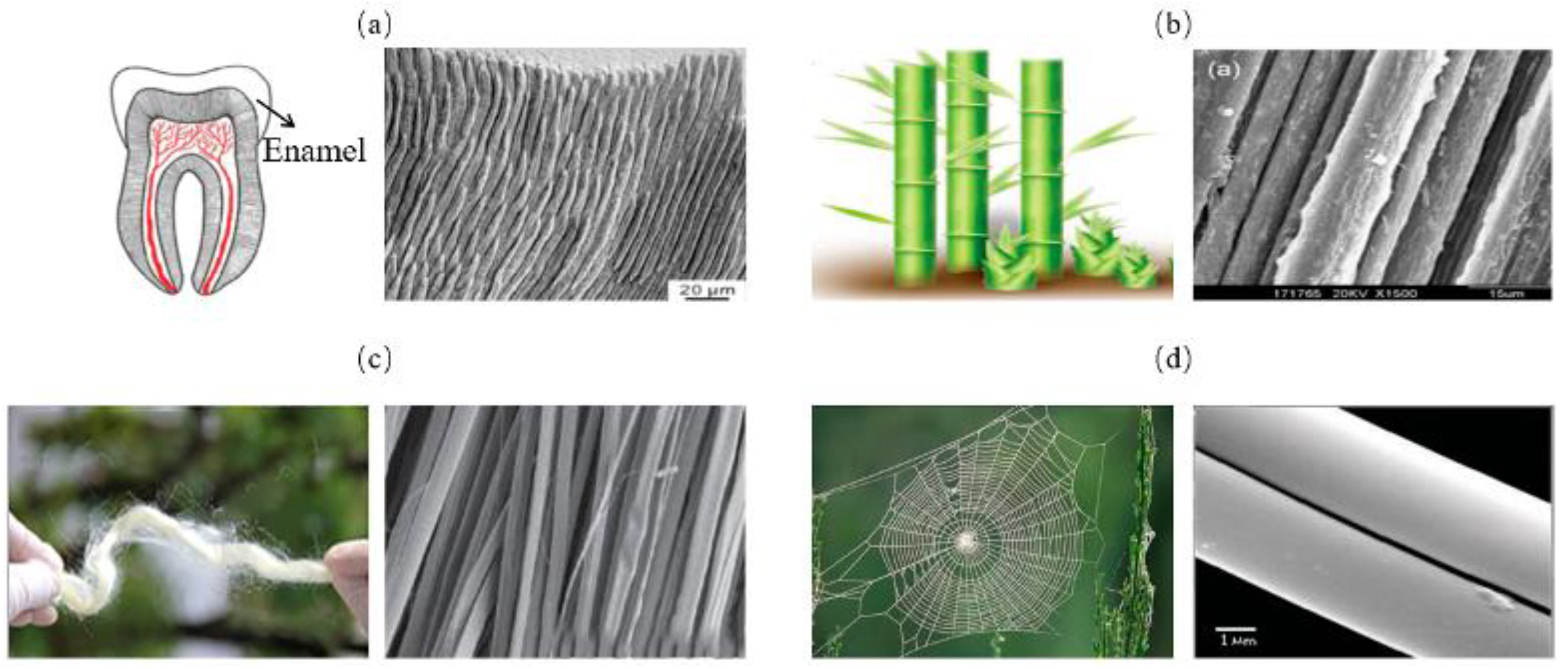 Biomimetics 07 00176 g004