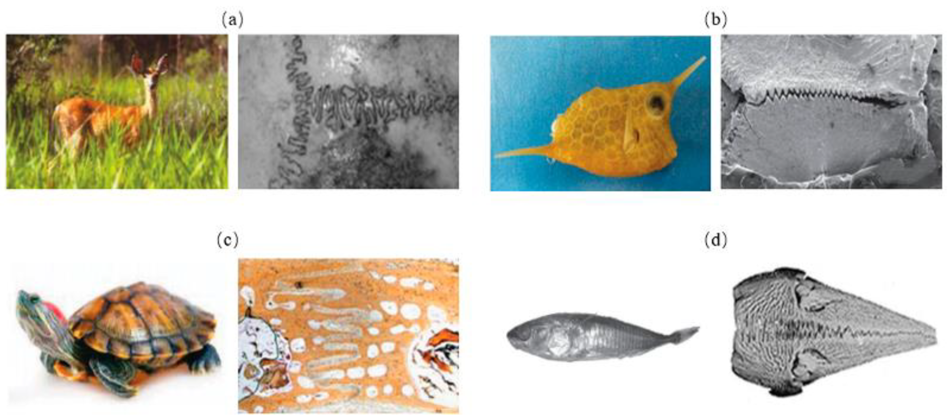 Biomimetics 07 00176 g010