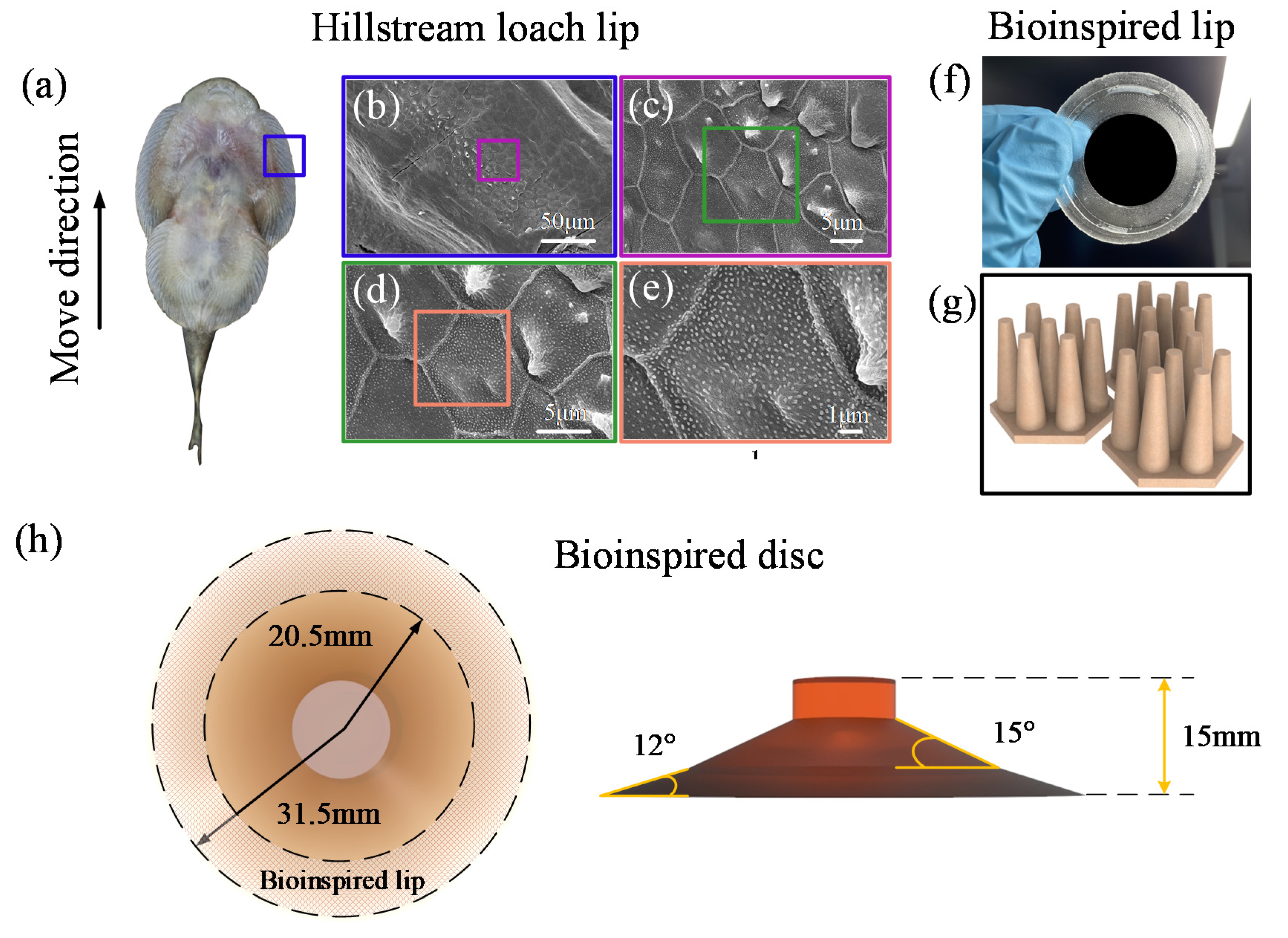 Biomimetics 07 00202 g001