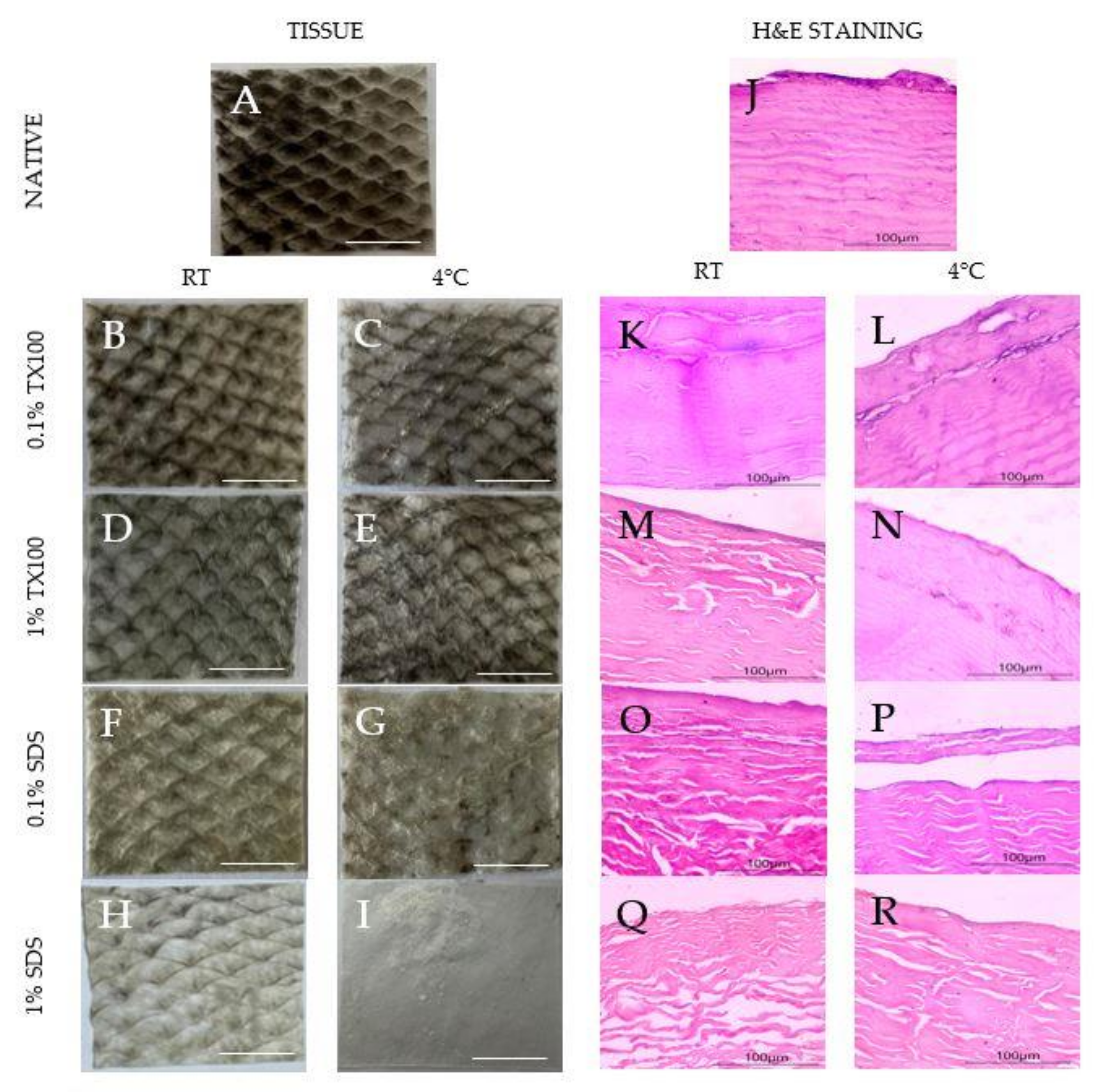 Biomimetics 07 00213 g001