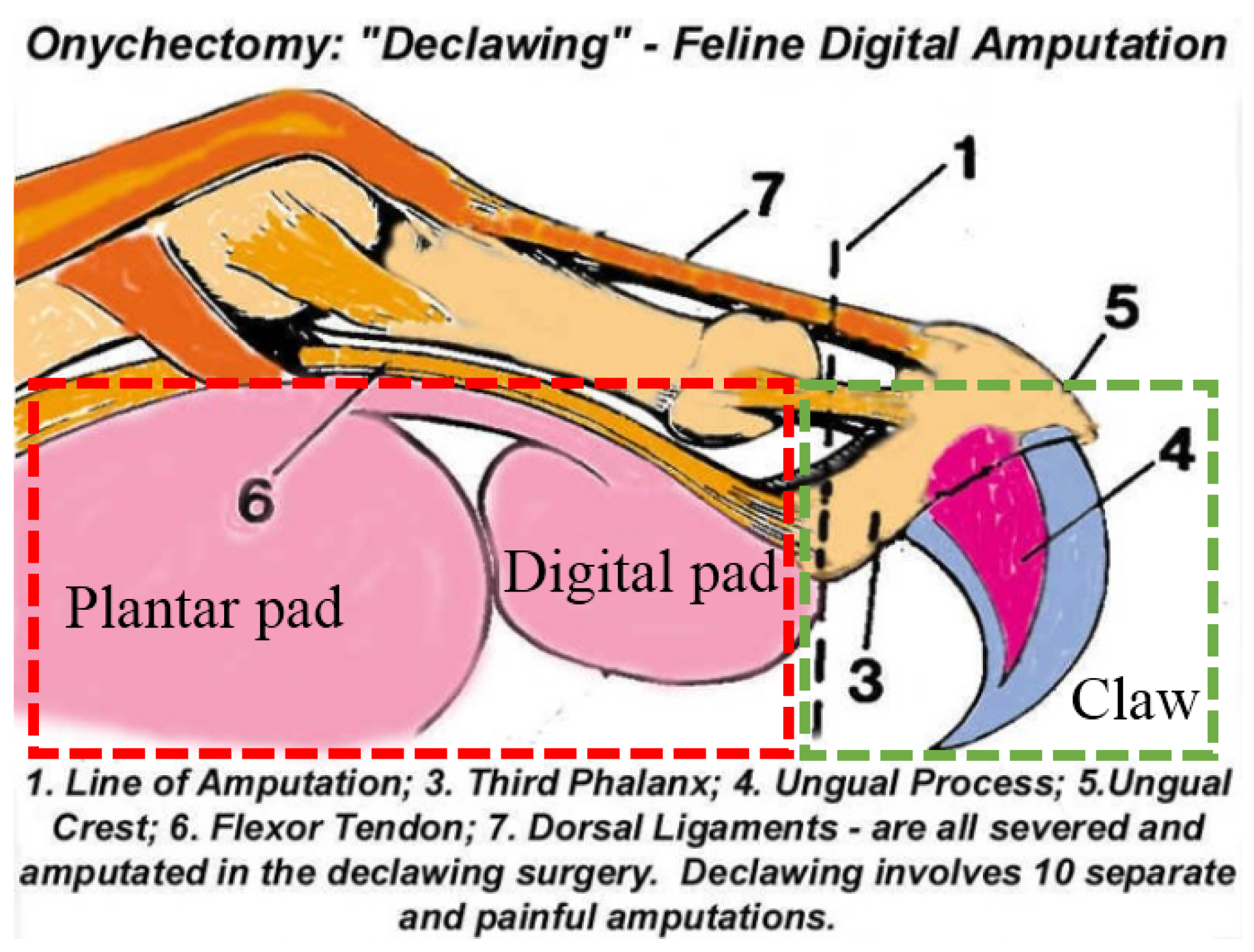 Biomimetics 07 00235 g002 550