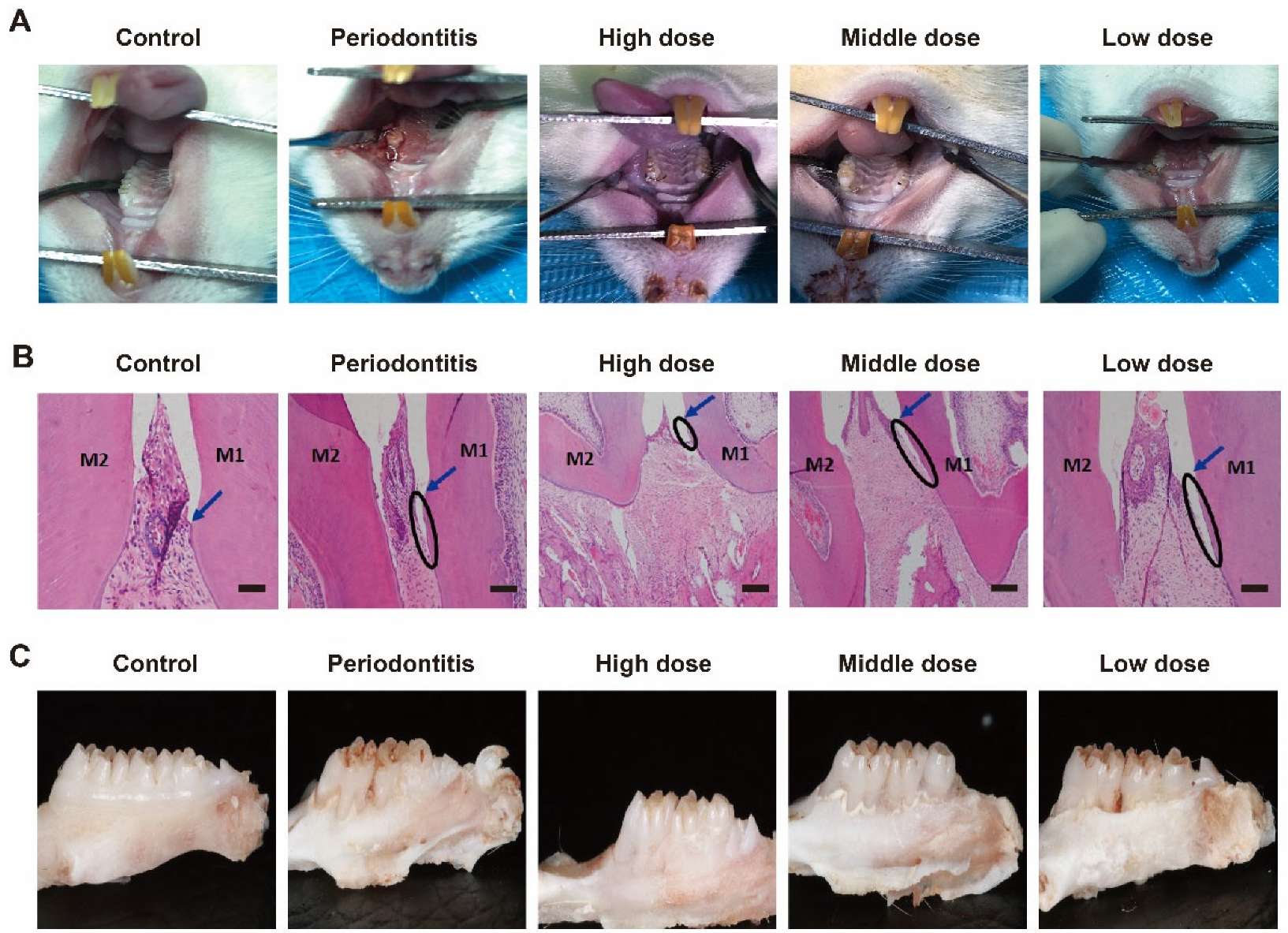 Biomimetics 07 00240 g003 Biomimetics 07 00240 g003