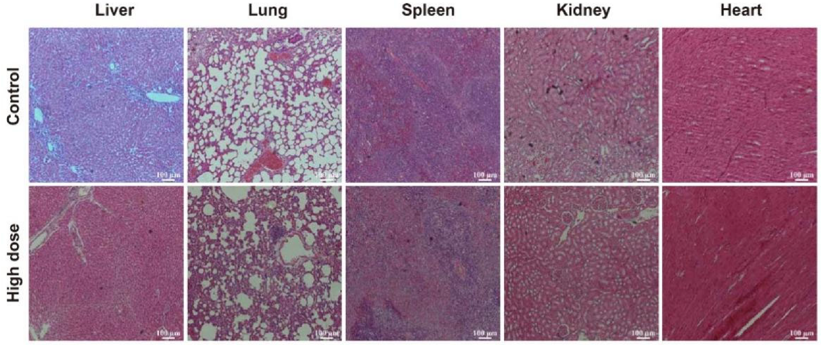 Biomimetics 07 00240 g006 Biomimetics 07 00240 g006