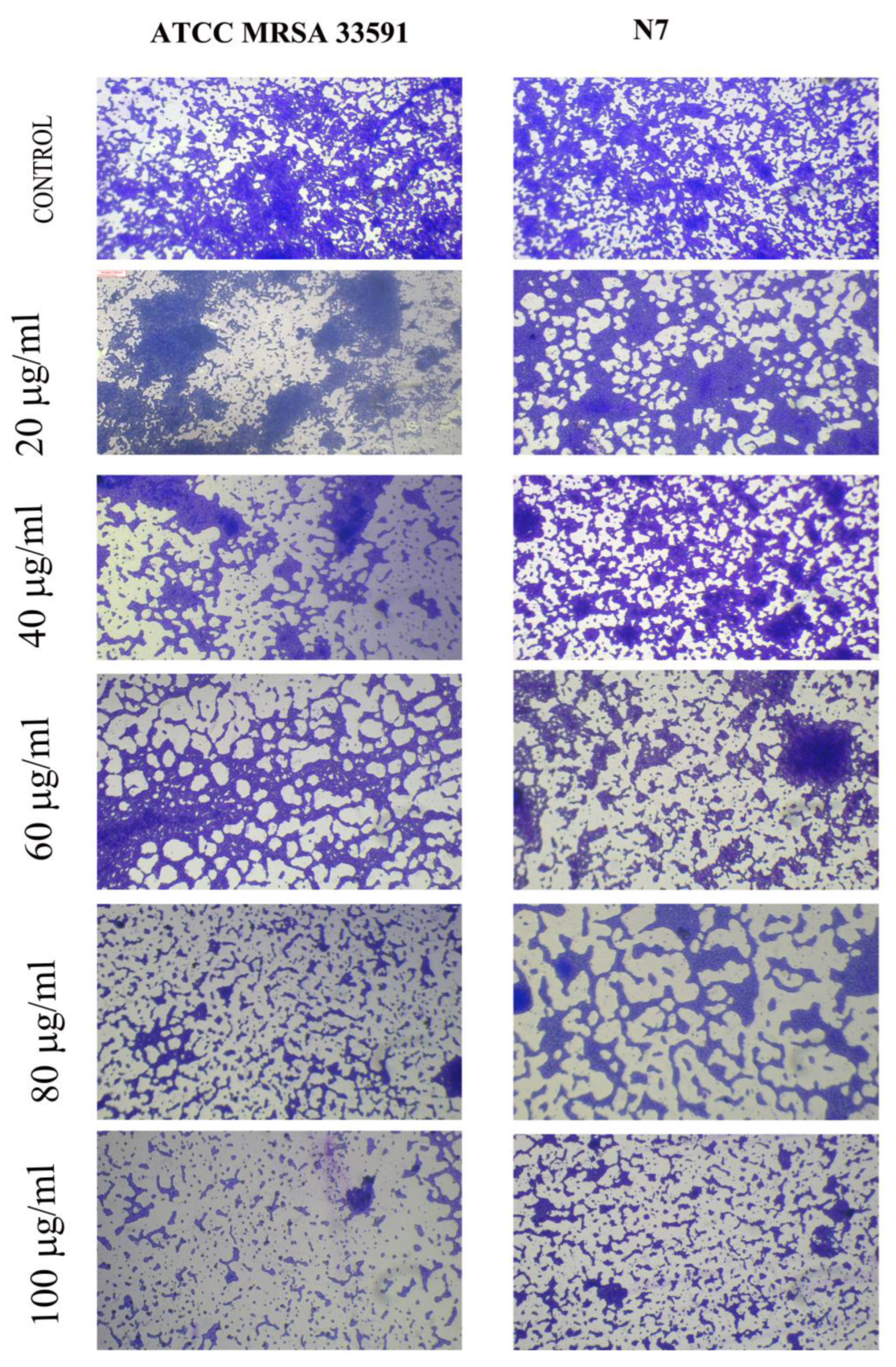 Biomimetics 07 00242 g008 Biomimetics 07 00242 g008