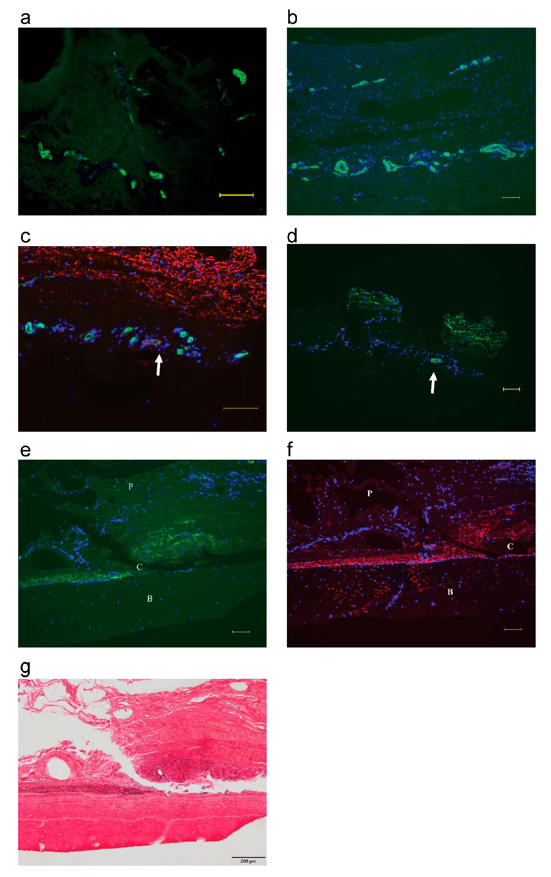 Biomimetics 08 00007 g001 Biomimetics 08 00007 g001