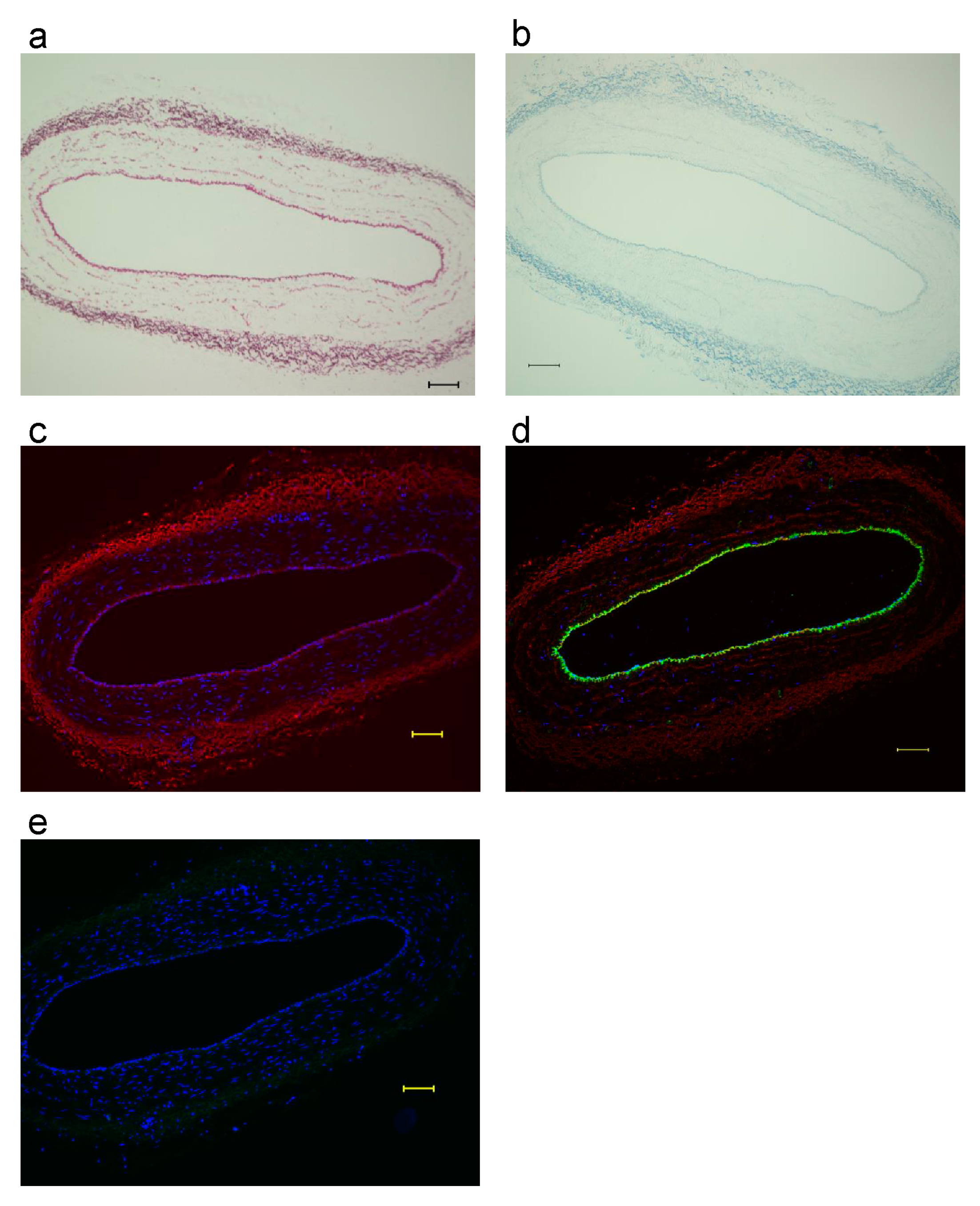 Biomimetics 08 00007 g002 Biomimetics 08 00007 g002