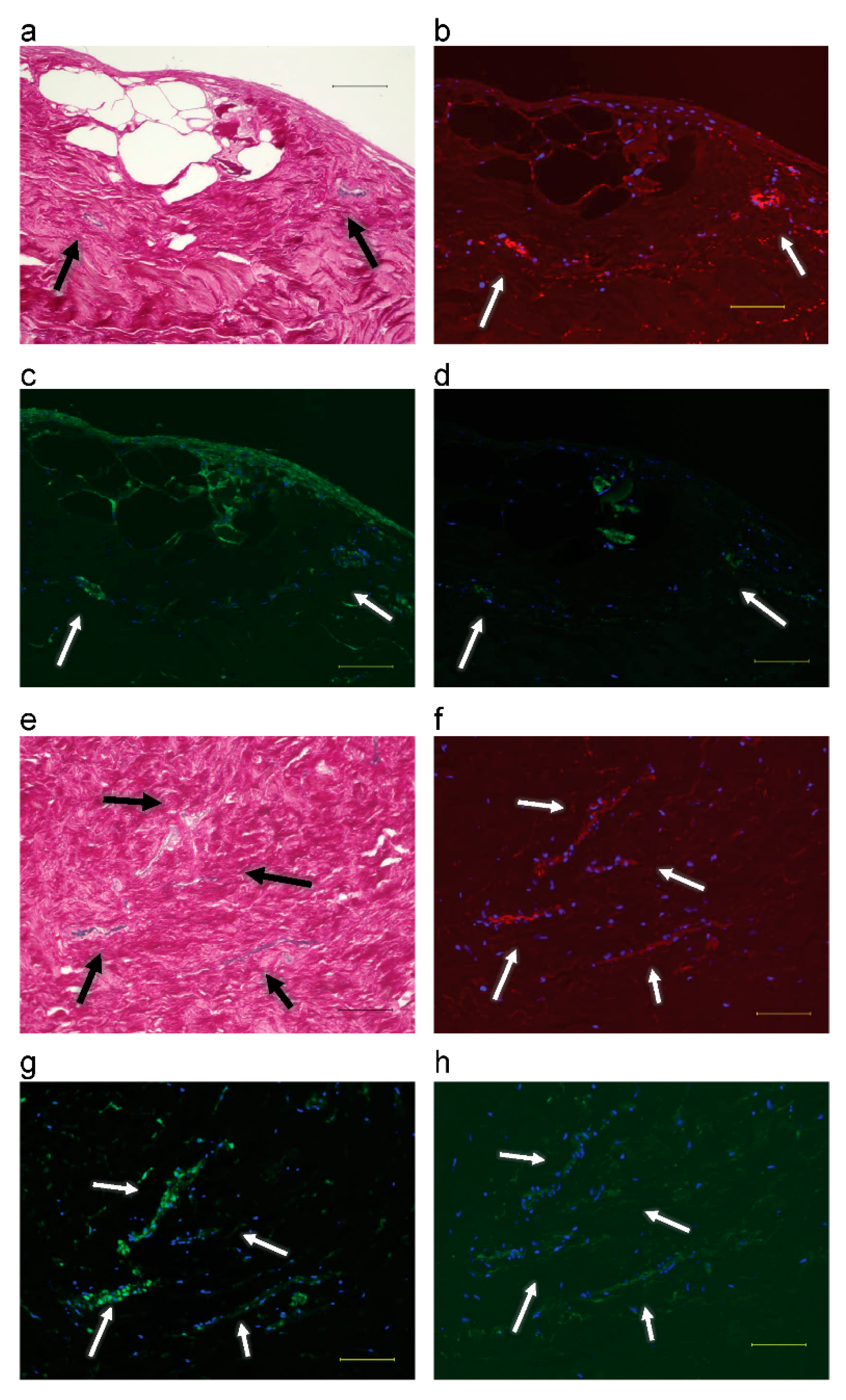 Biomimetics 08 00007 g004 Biomimetics 08 00007 g004