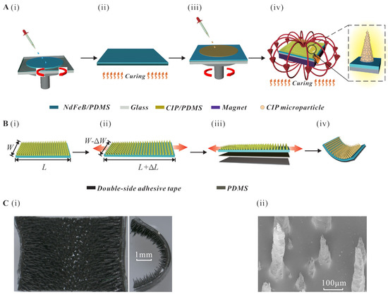 Design of a Magnetic Soft Inchworm Millirobot Based on Pre-Strained ...