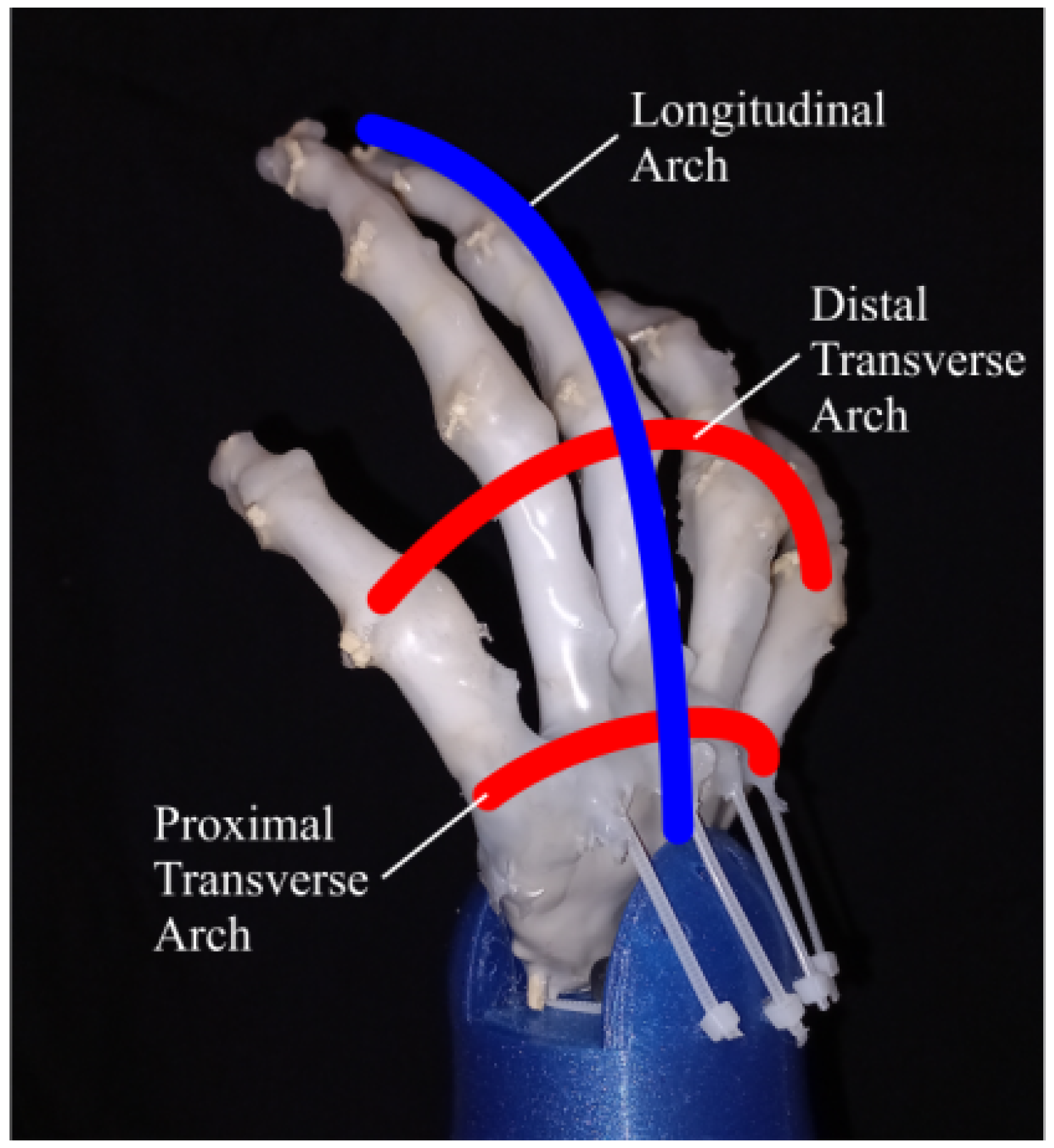 Biomimetics 08 00029 g002