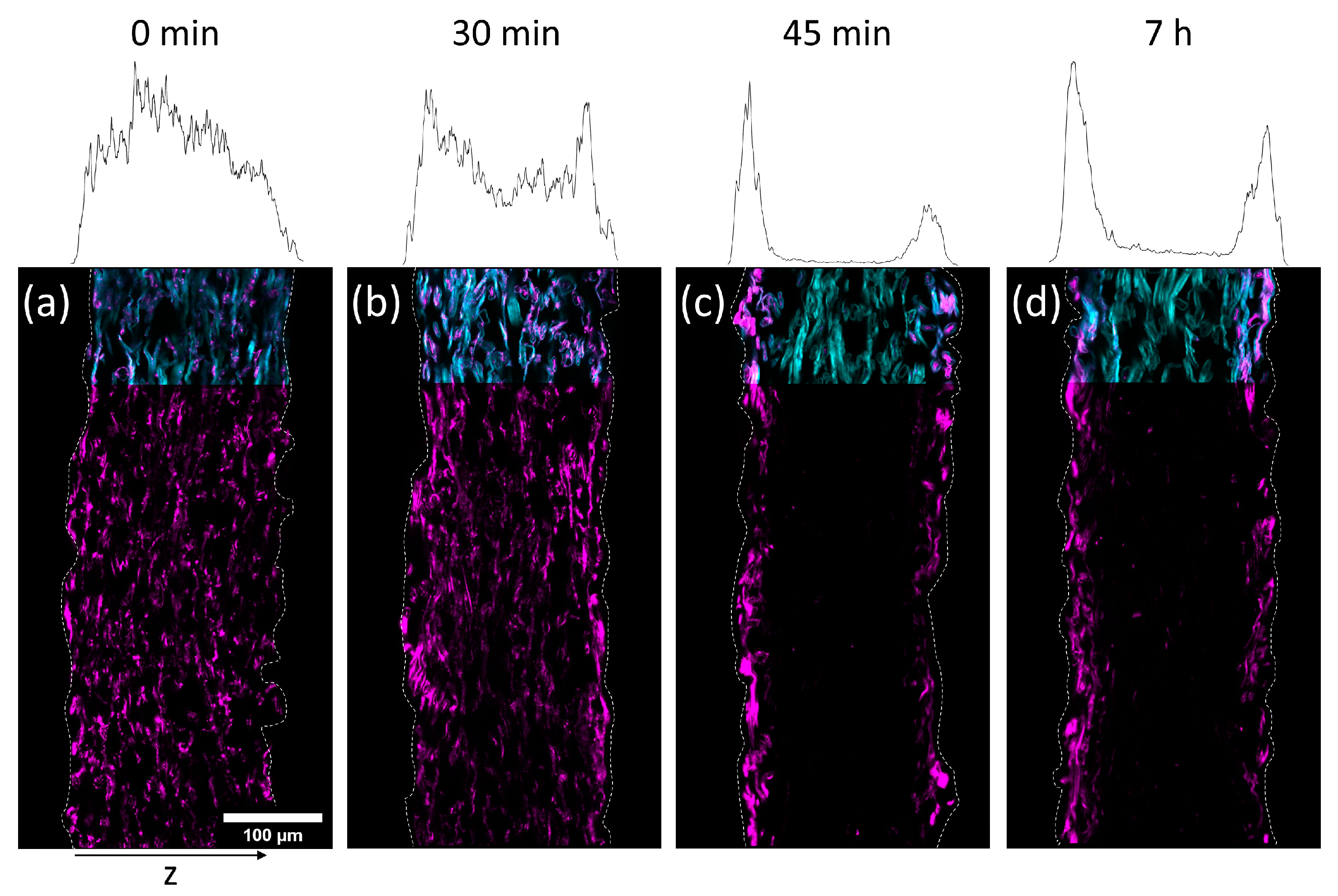 Biomimetics 08 00043 g005