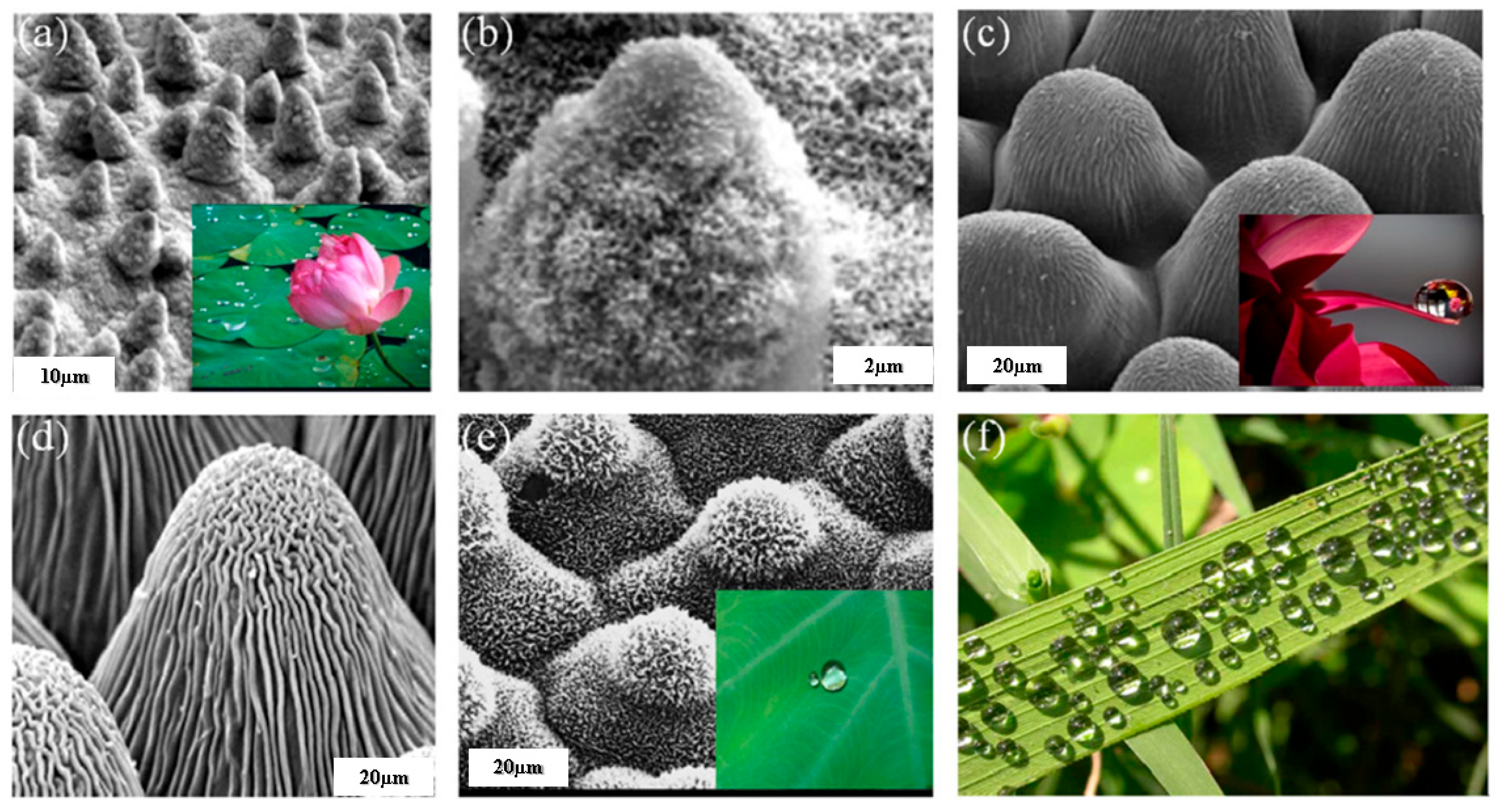 Biomimetics | Free Full-Text | Tribological Behavior of