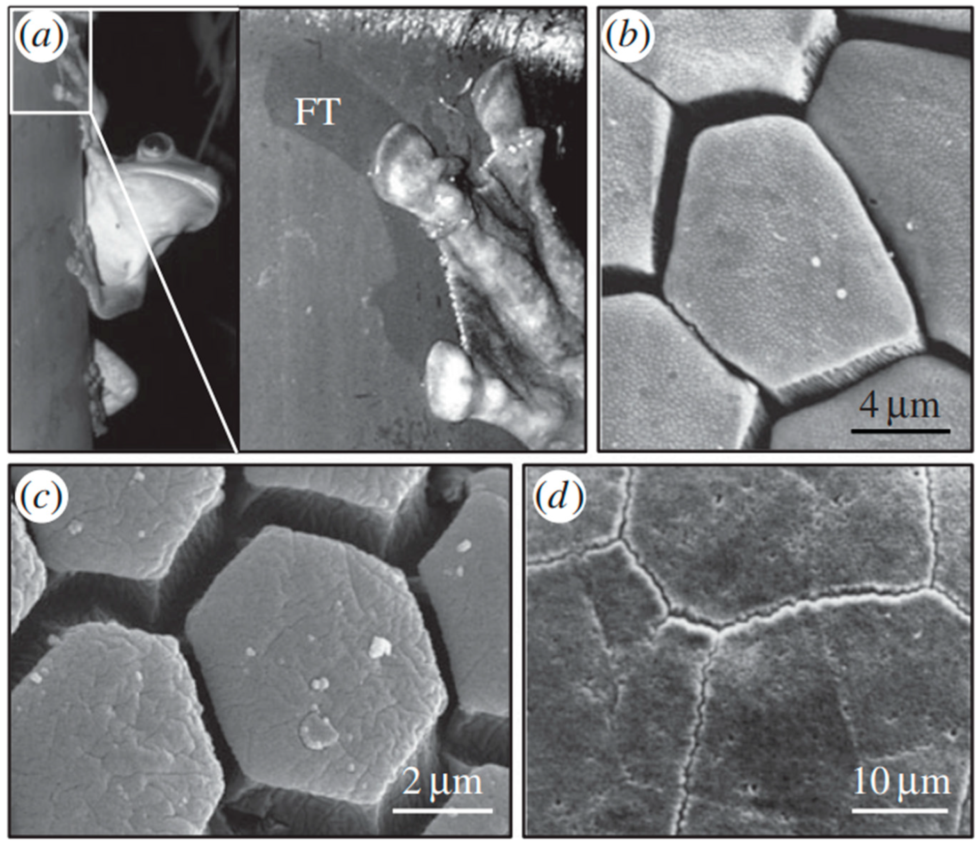 Biomimetics 08 00062 g002 Biomimetics 08 00062 g002