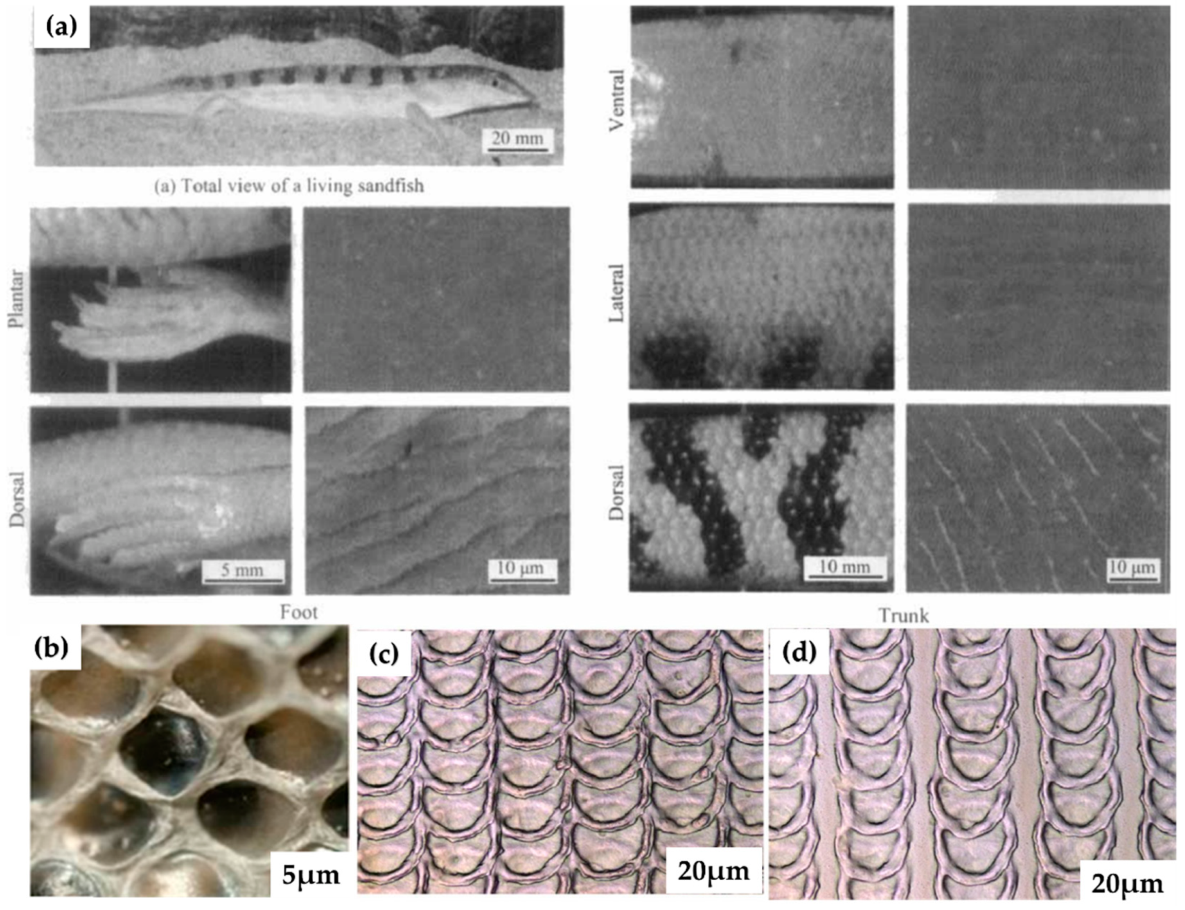 Biomimetics 08 00062 g006 Biomimetics 08 00062 g006