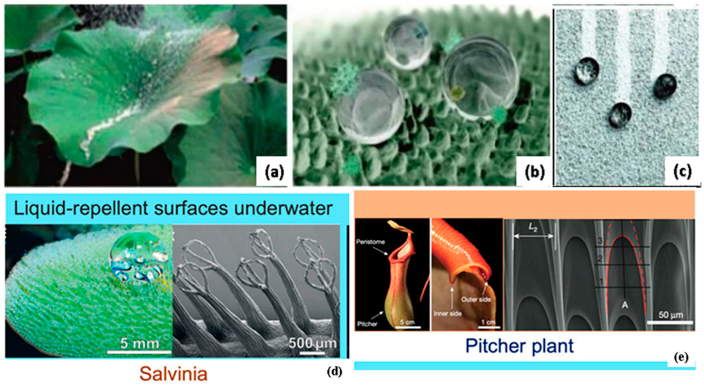 Biomimetics 08 00062 g013 Biomimetics 08 00062 g013