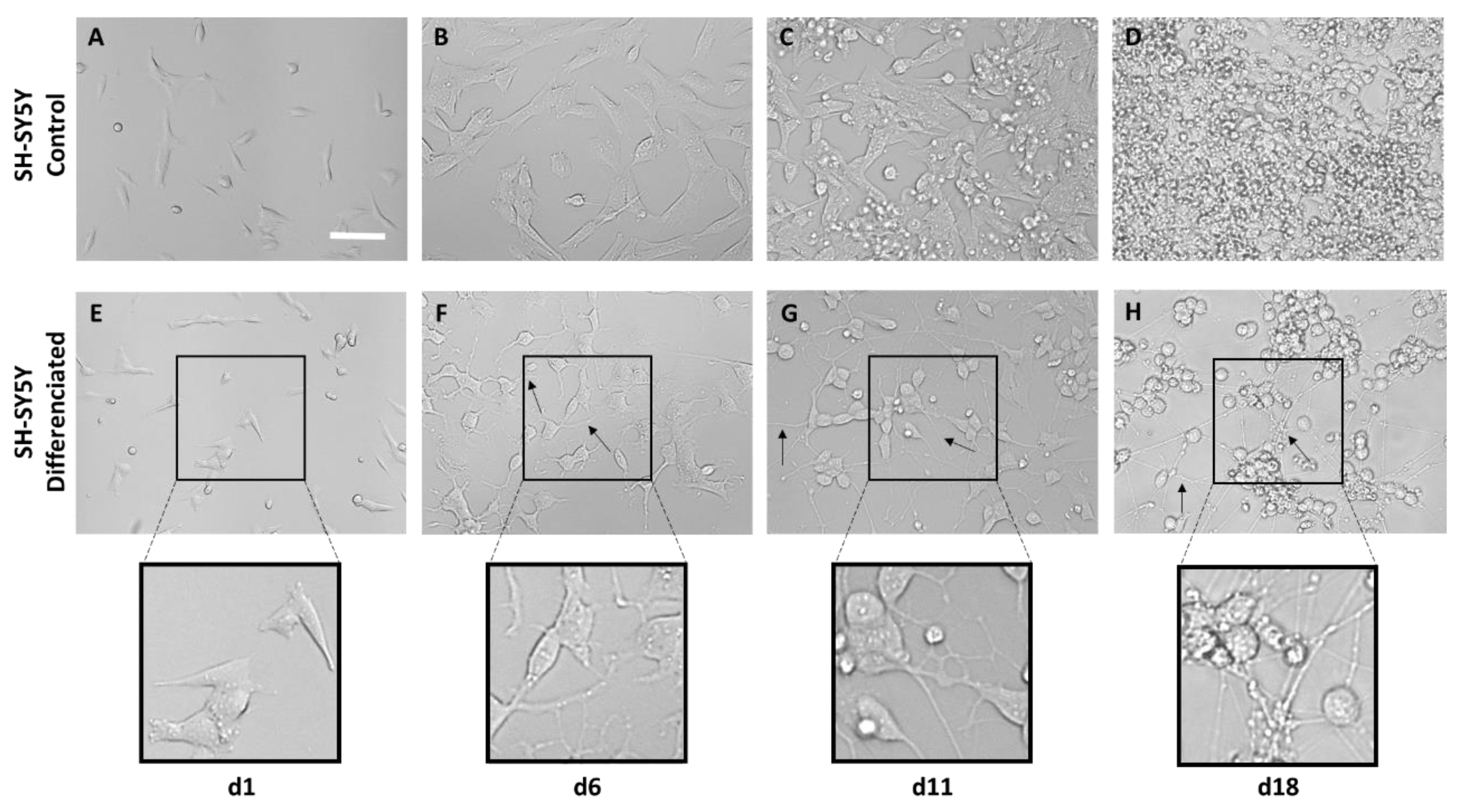 Biomimetics 08 00065 g007