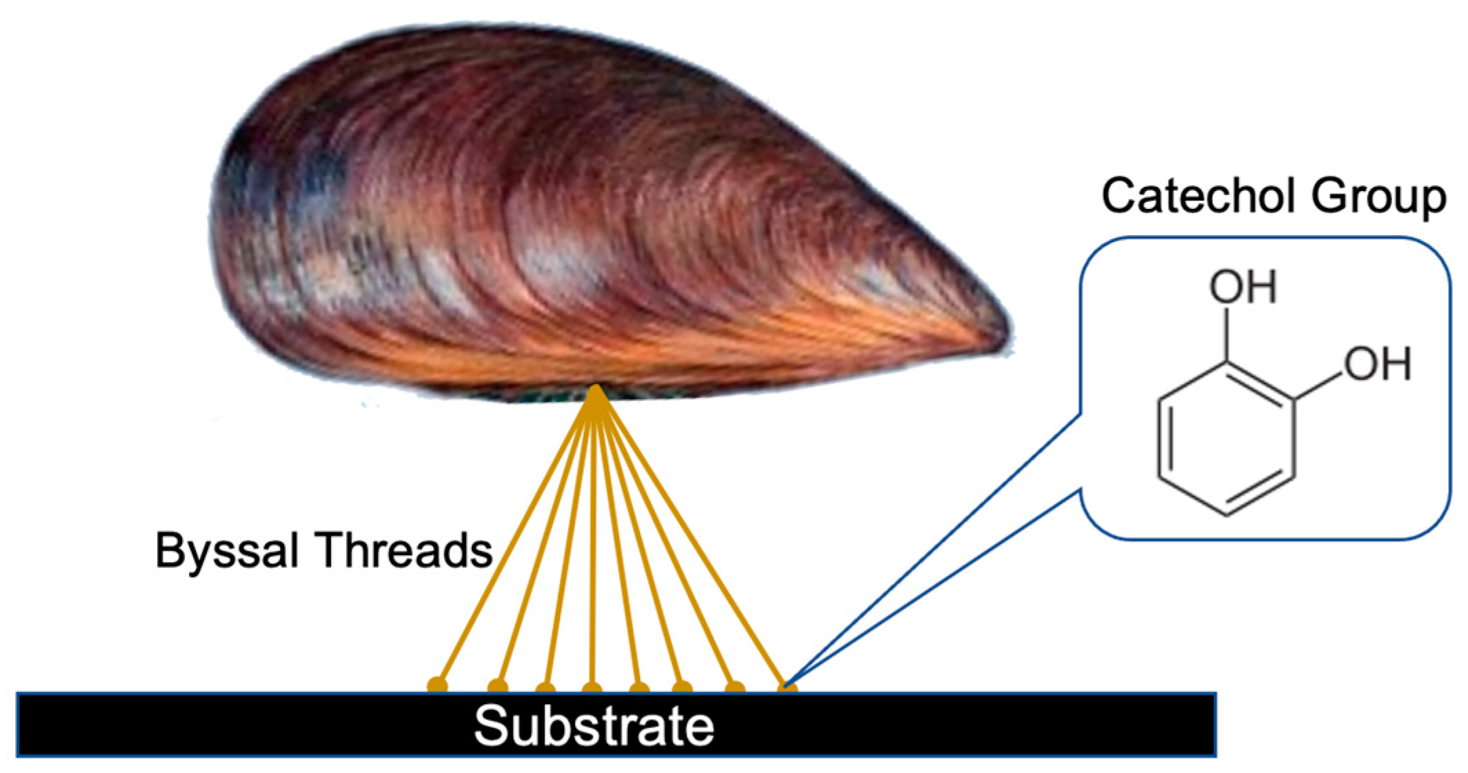 Biomimetics 08 00078 g002