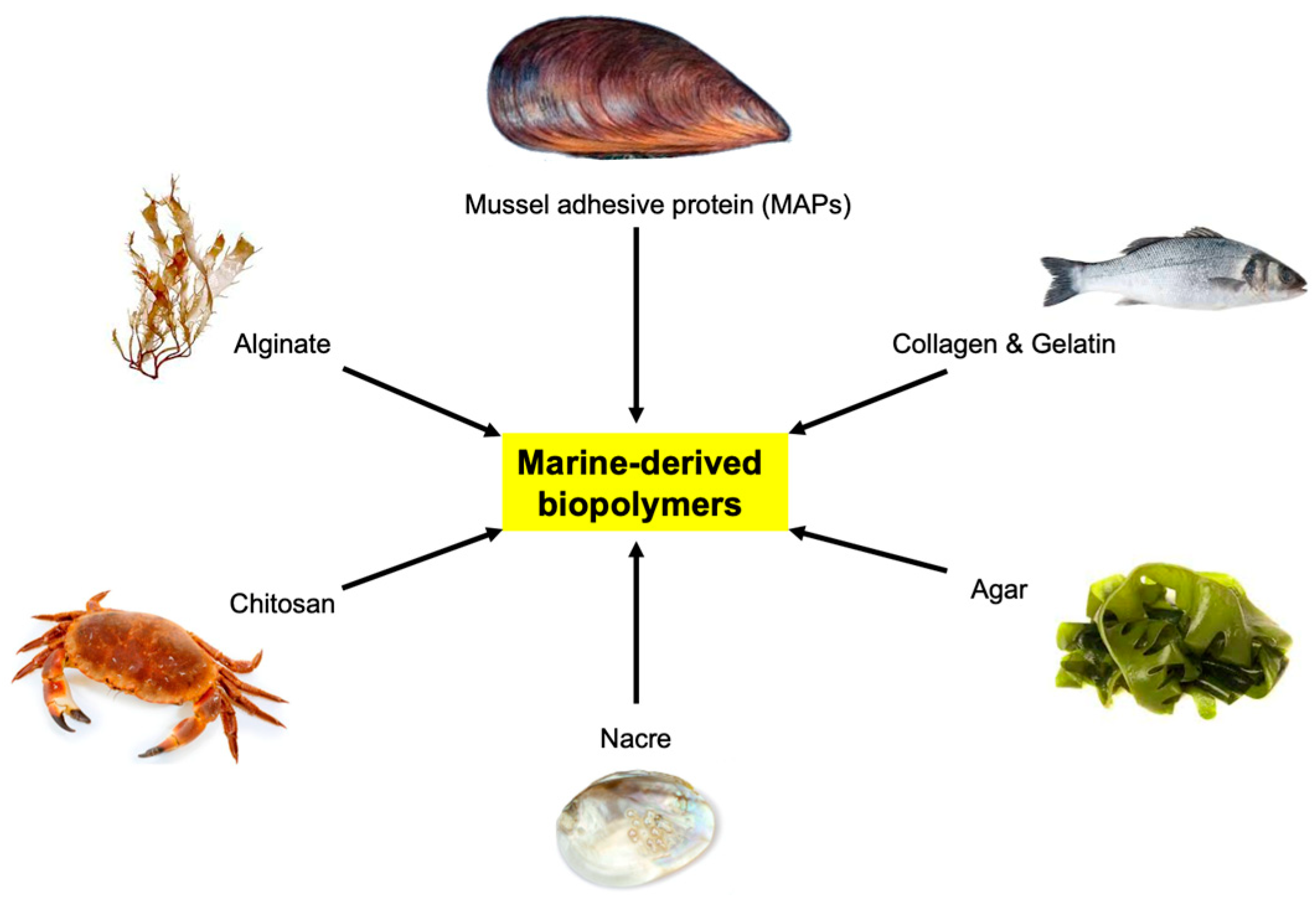Biomimetics 08 00078 g004