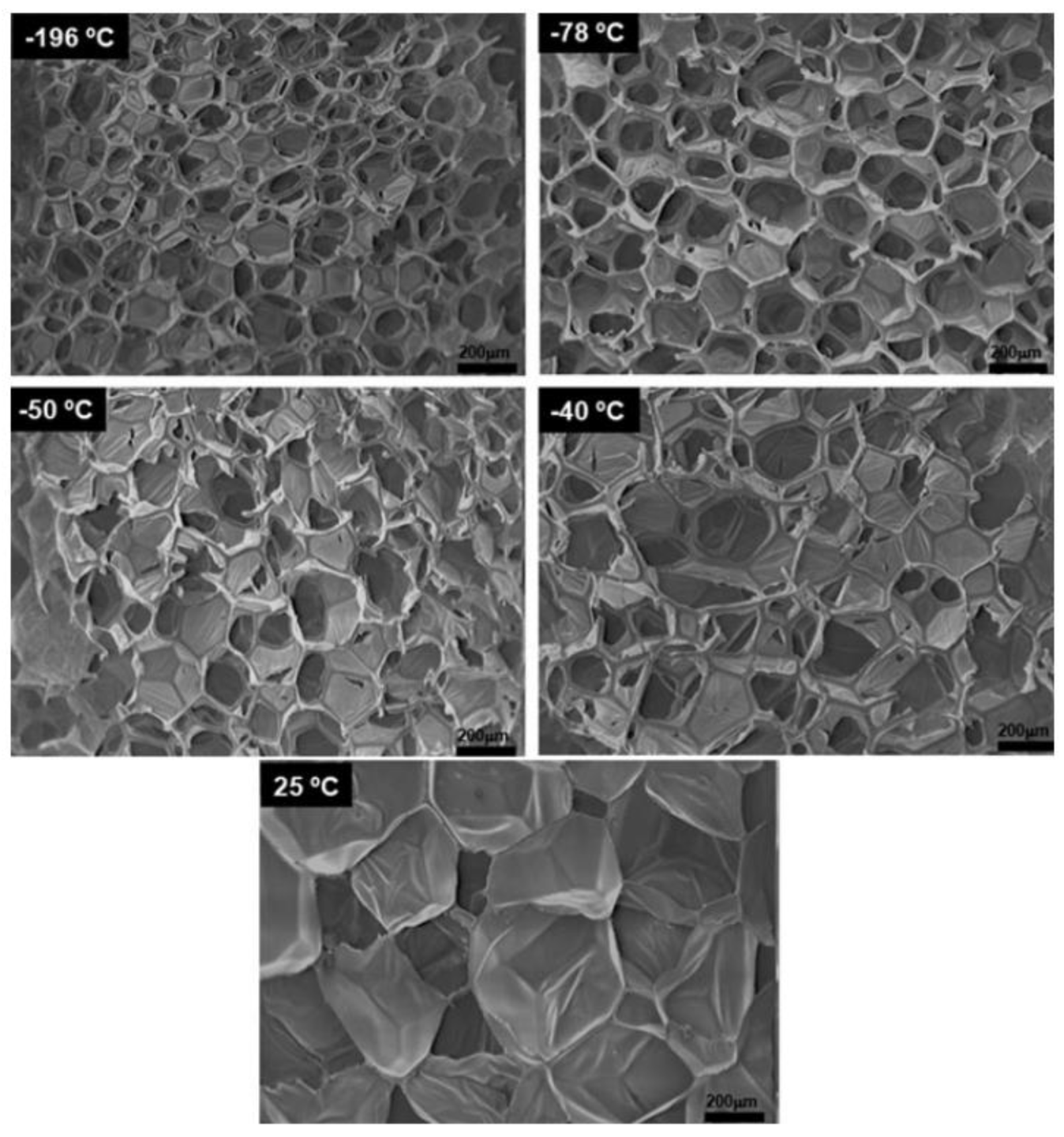 Biomimetics 08 00081 g005