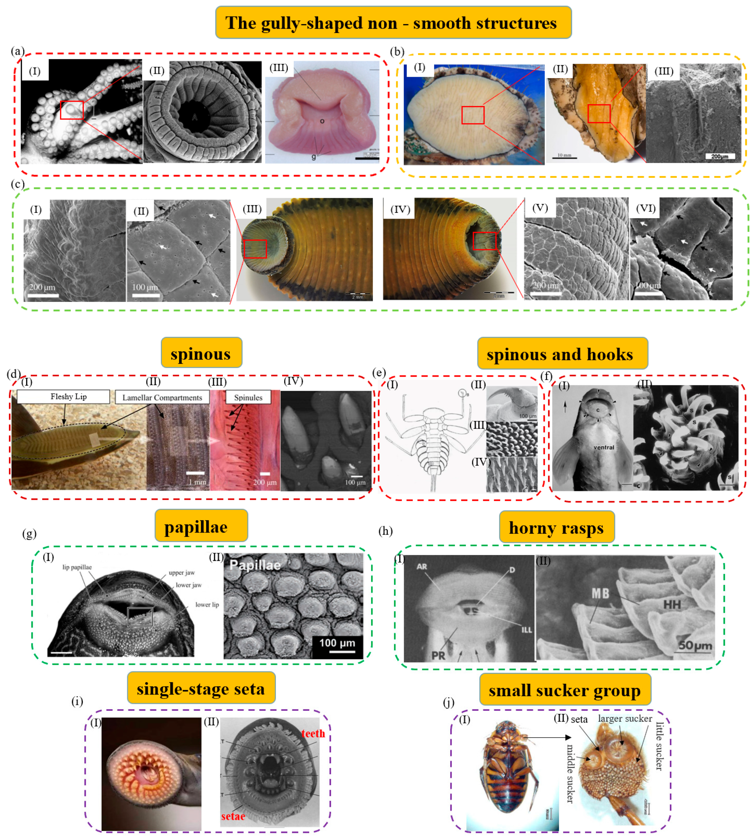 A wet-tolerant adhesive patch inspired by protuberances in suction