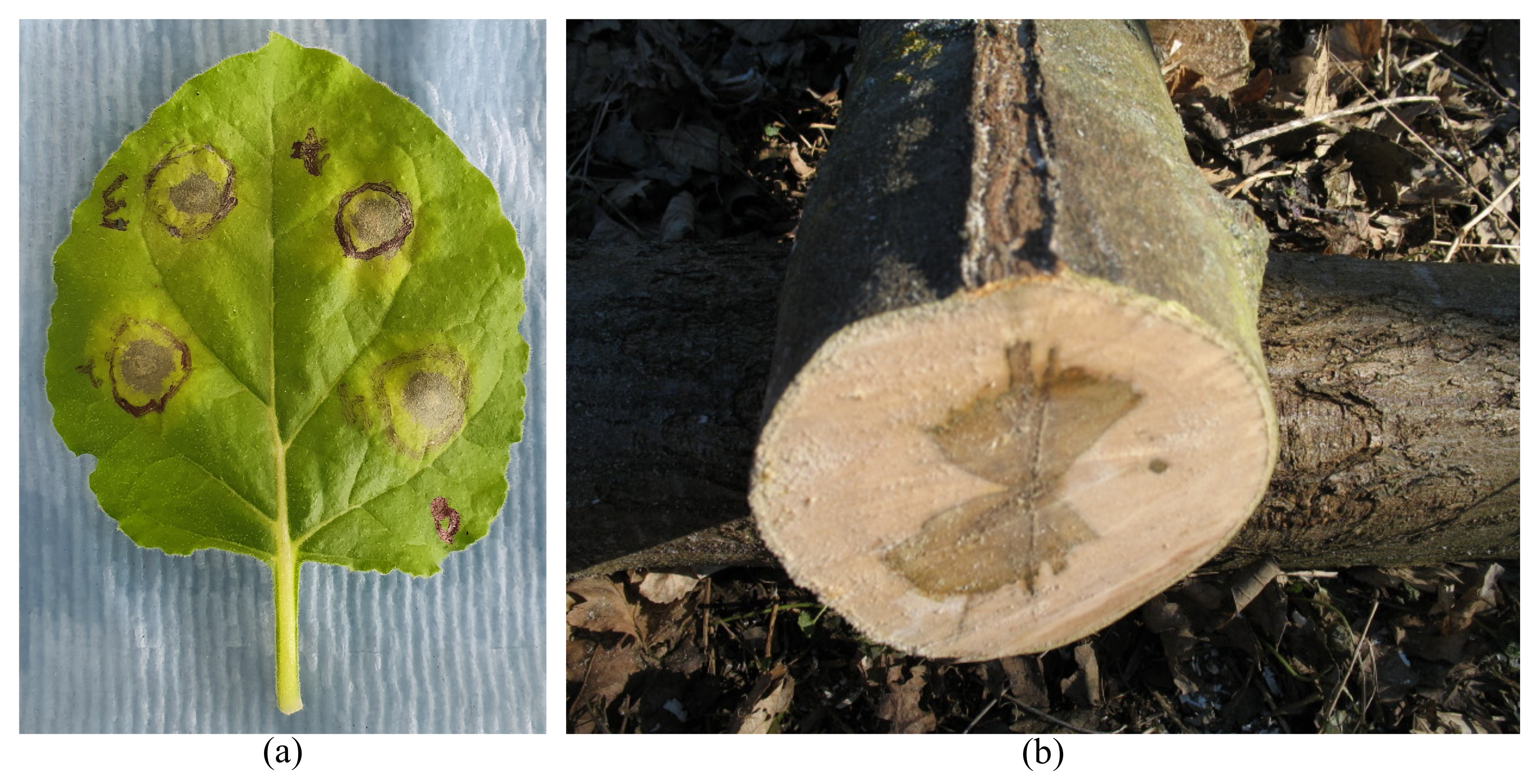Biomimetics 08 00095 g003 Biomimetics 08 00095 g003
