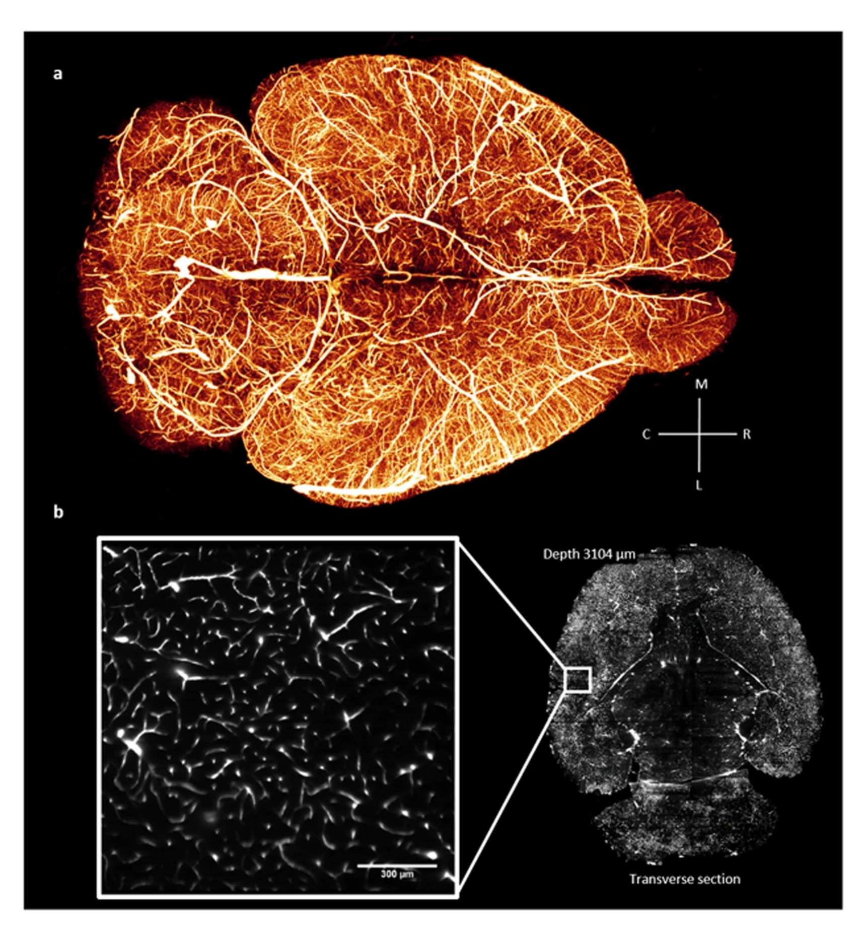 Biomimetics 08 00095 g005 Biomimetics 08 00095 g005