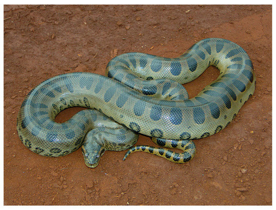 Biomimetics | Free Full-Text | Green Anaconda Optimization: A New.