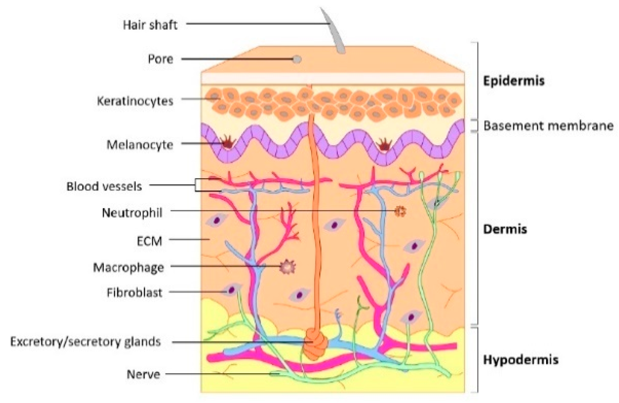 Biomimetics 08 00130 g001 Biomimetics 08 00130 g001