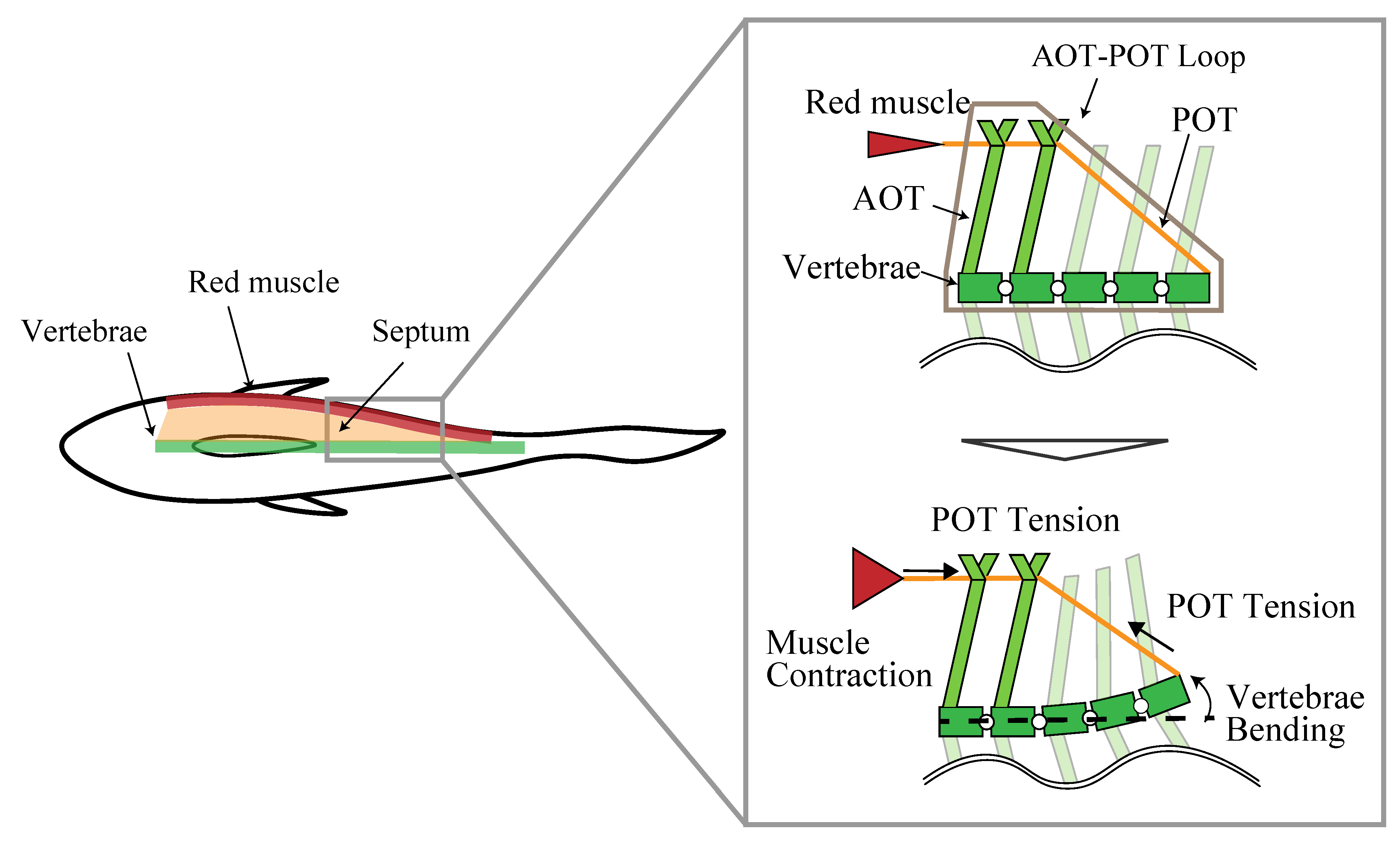 Biomimetics 08 00133 g001