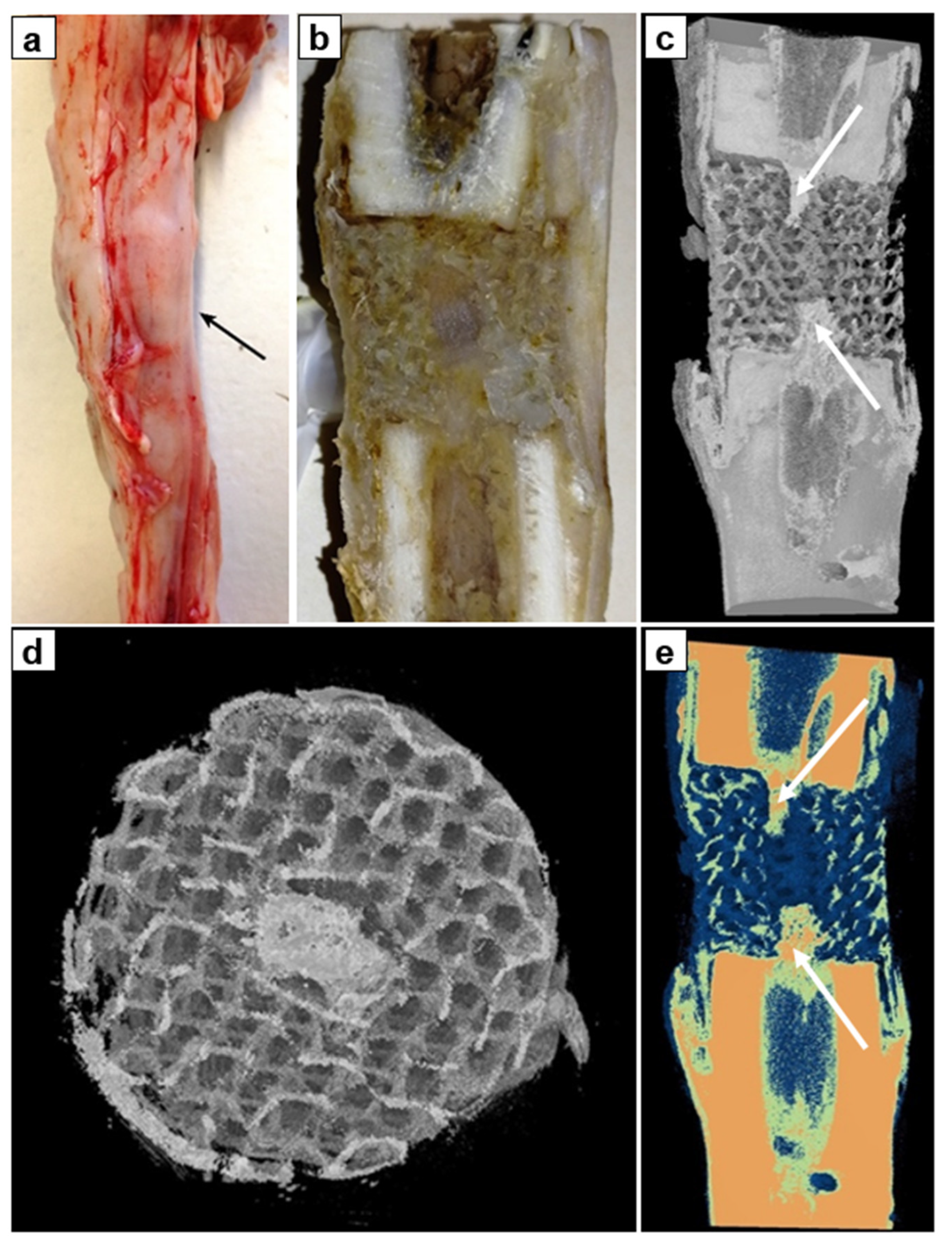 Biomimetics 08 00138 g006
