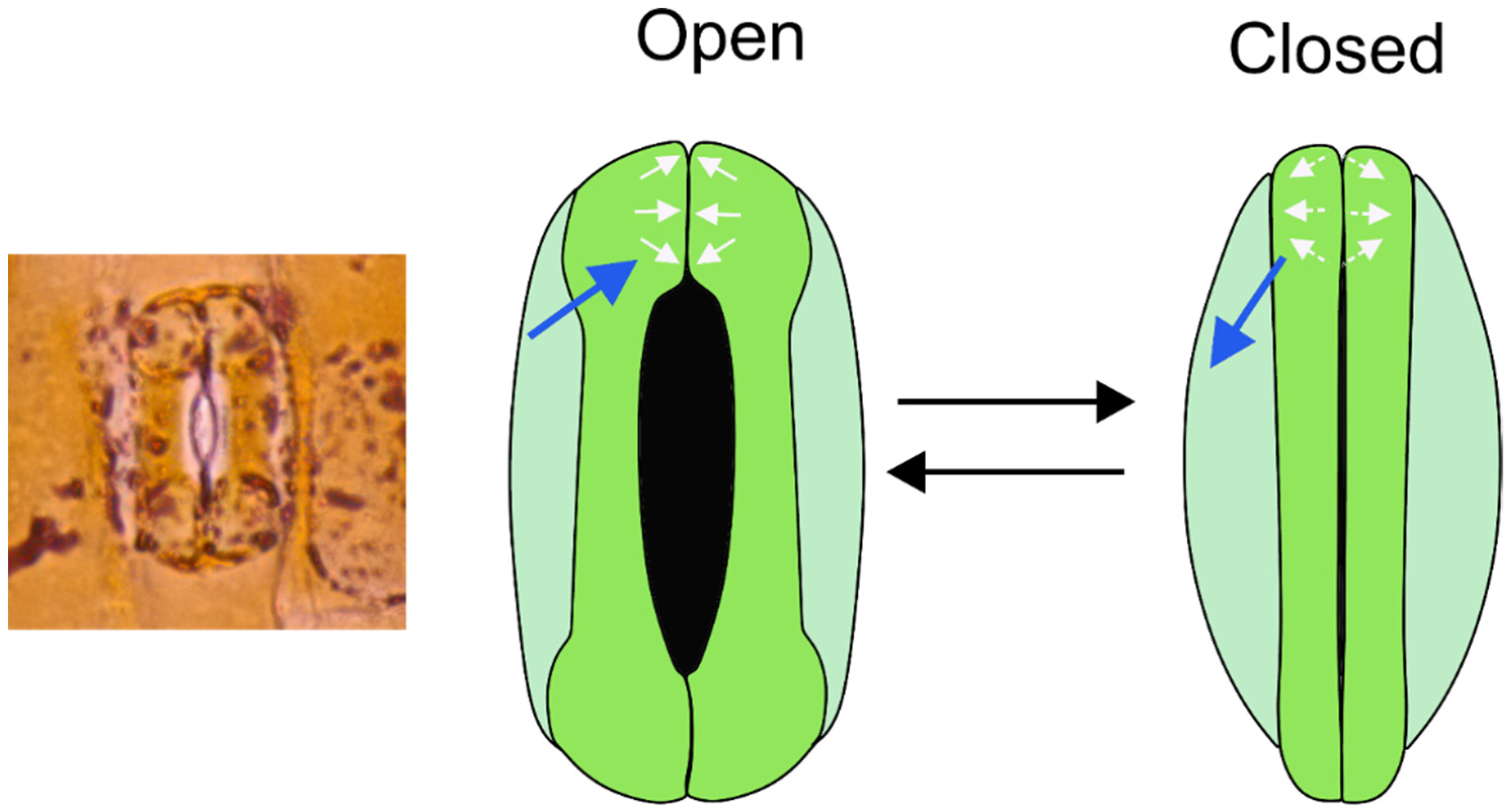 Biomimetics 08 00145 g006 Biomimetics 08 00145 g006