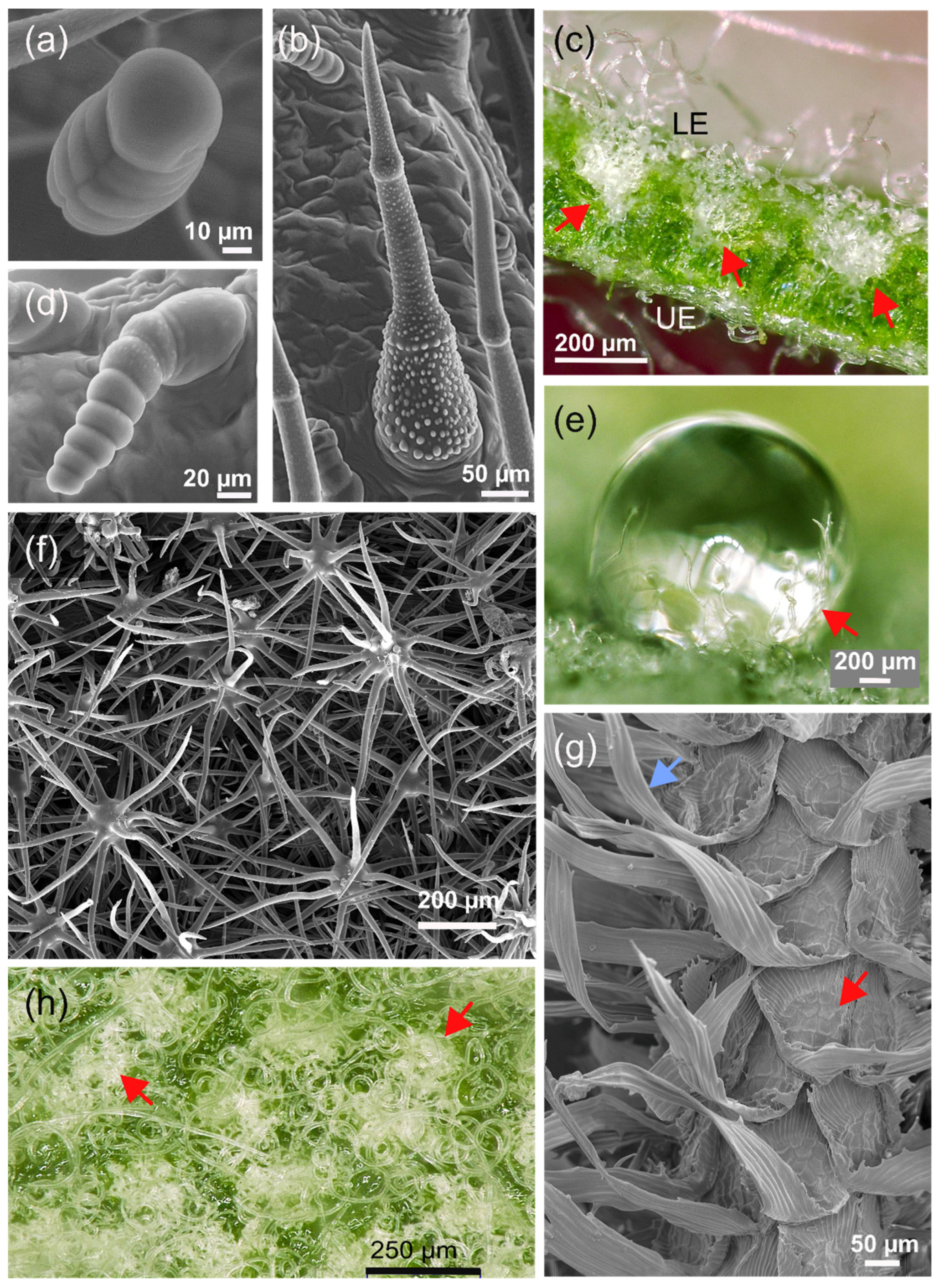 Biomimetics 08 00145 g008 Biomimetics 08 00145 g008