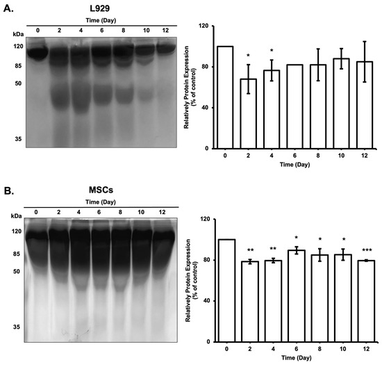 Biomimetics Free FullText Preparation of CellLoaded Microbeads as