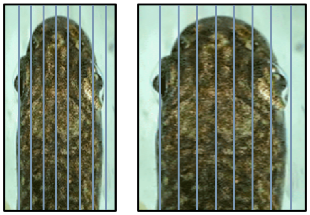 Biomimetics 08 00175 g005