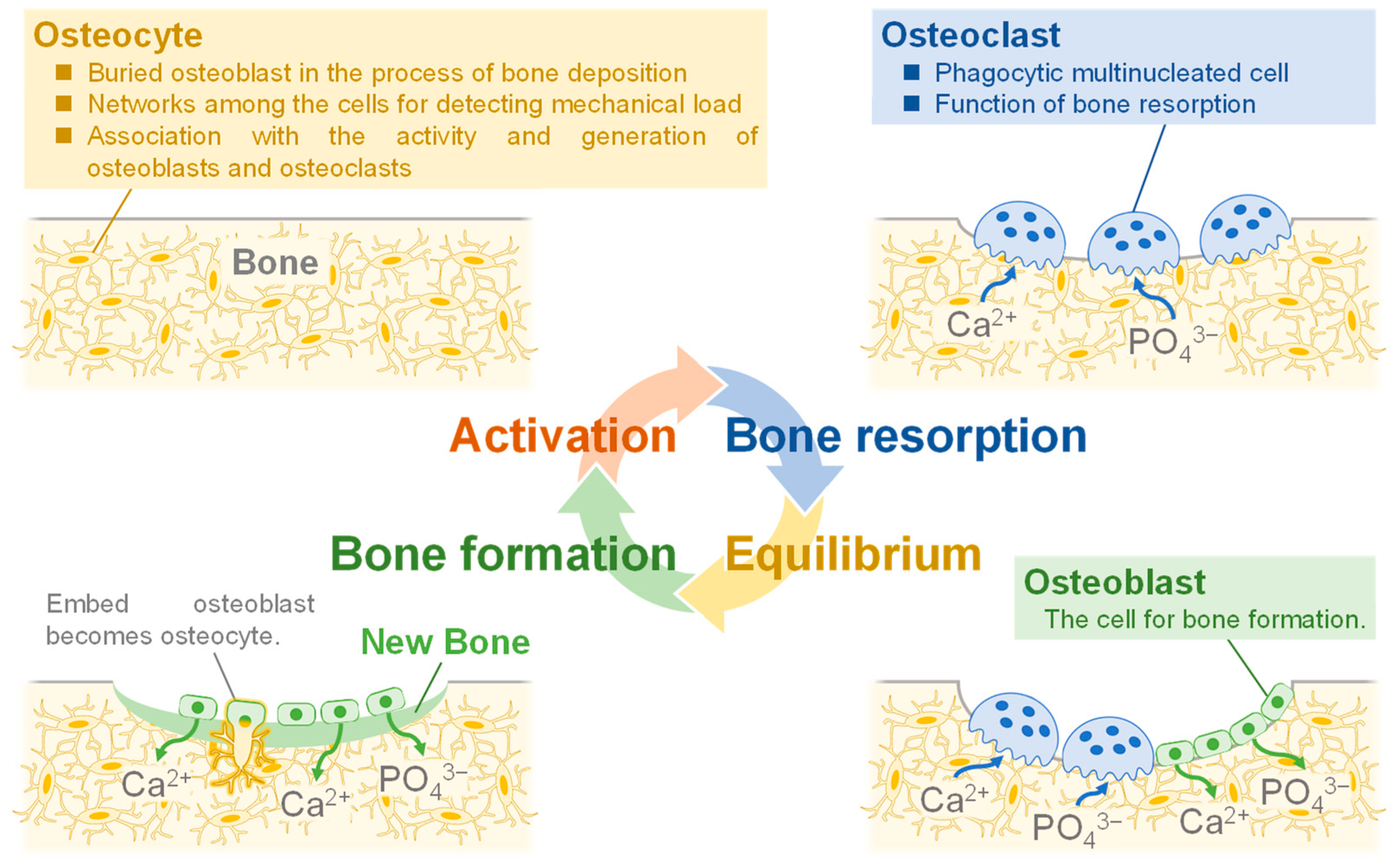 Biomimetics 08 00184 g001