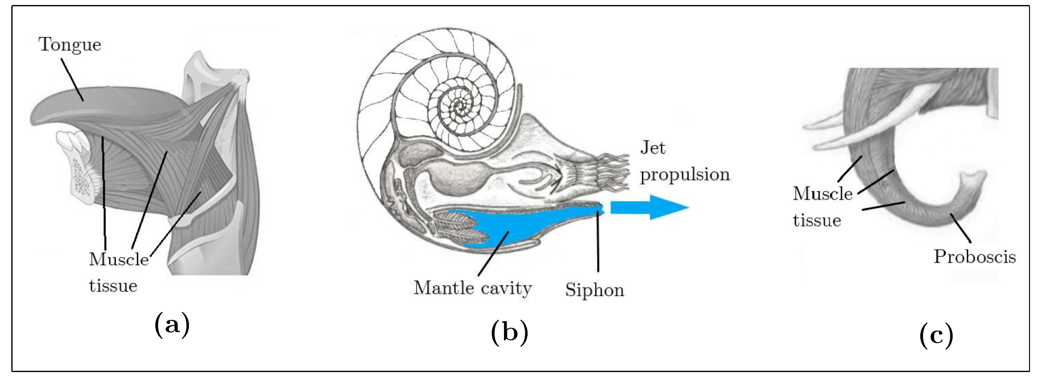 Biomimetics 08 00192 g003 Biomimetics 08 00192 g003