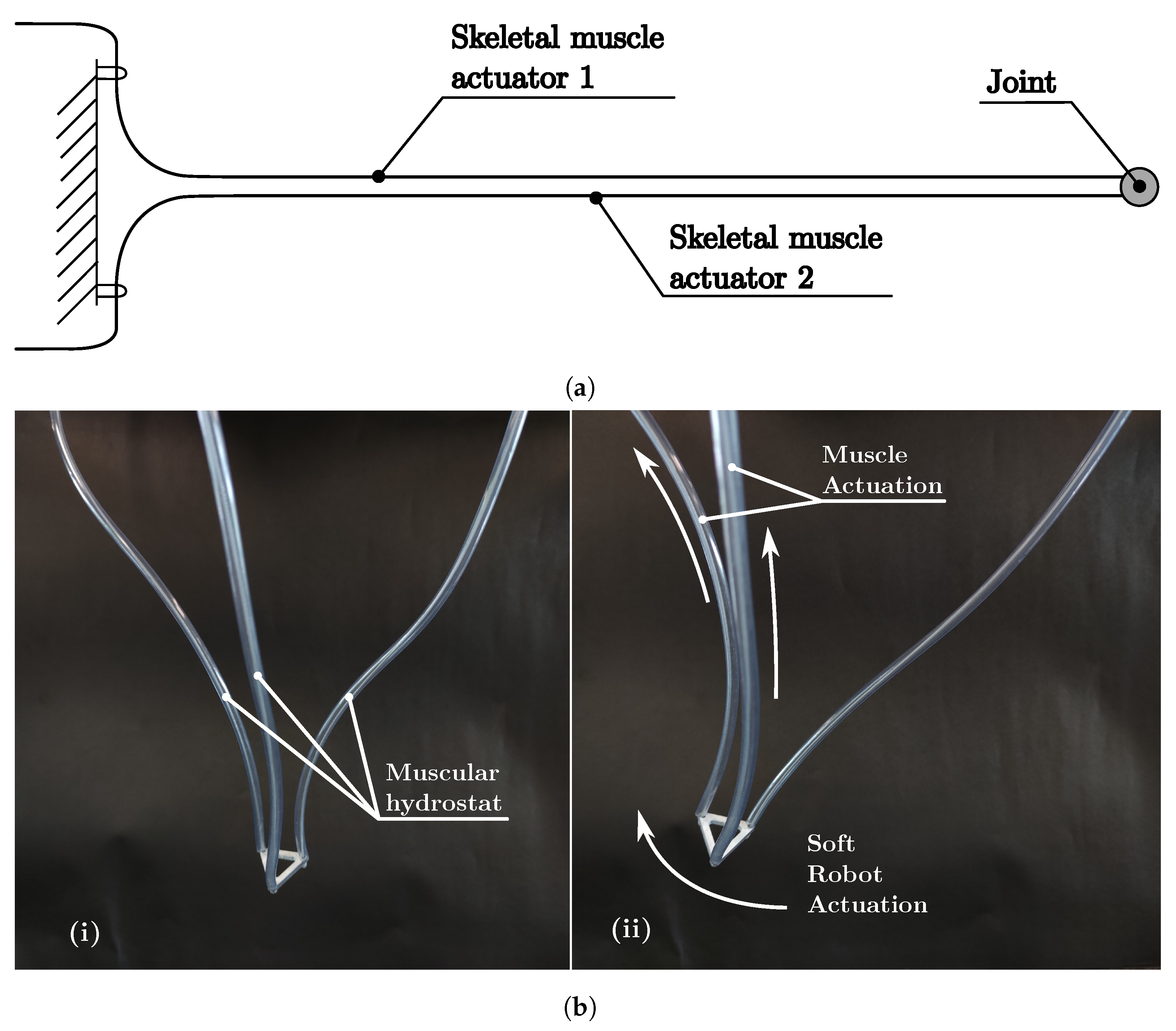 Biomimetics 08 00192 g013 Biomimetics 08 00192 g013