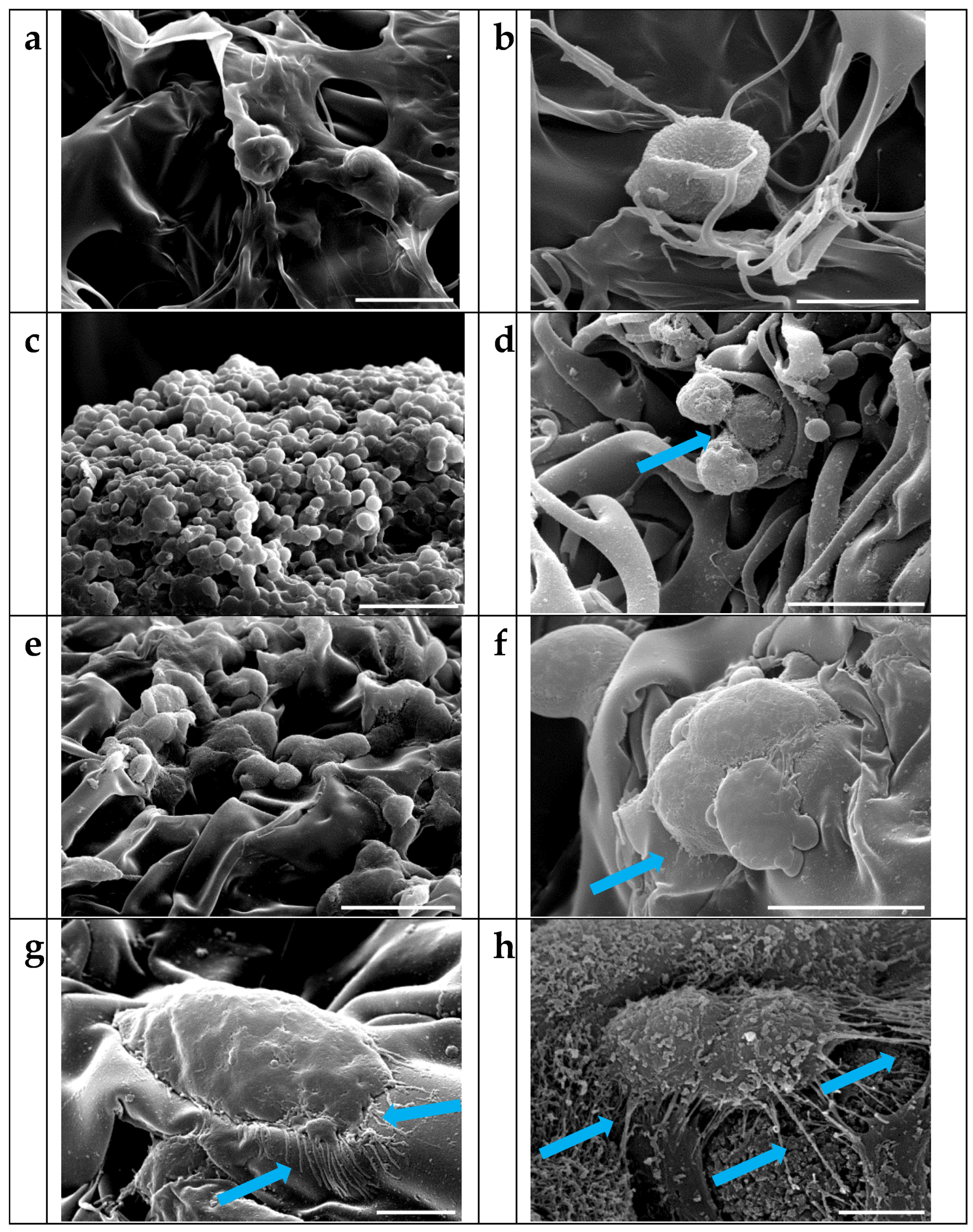 Biomimetics 08 00193 g006 Biomimetics 08 00193 g006