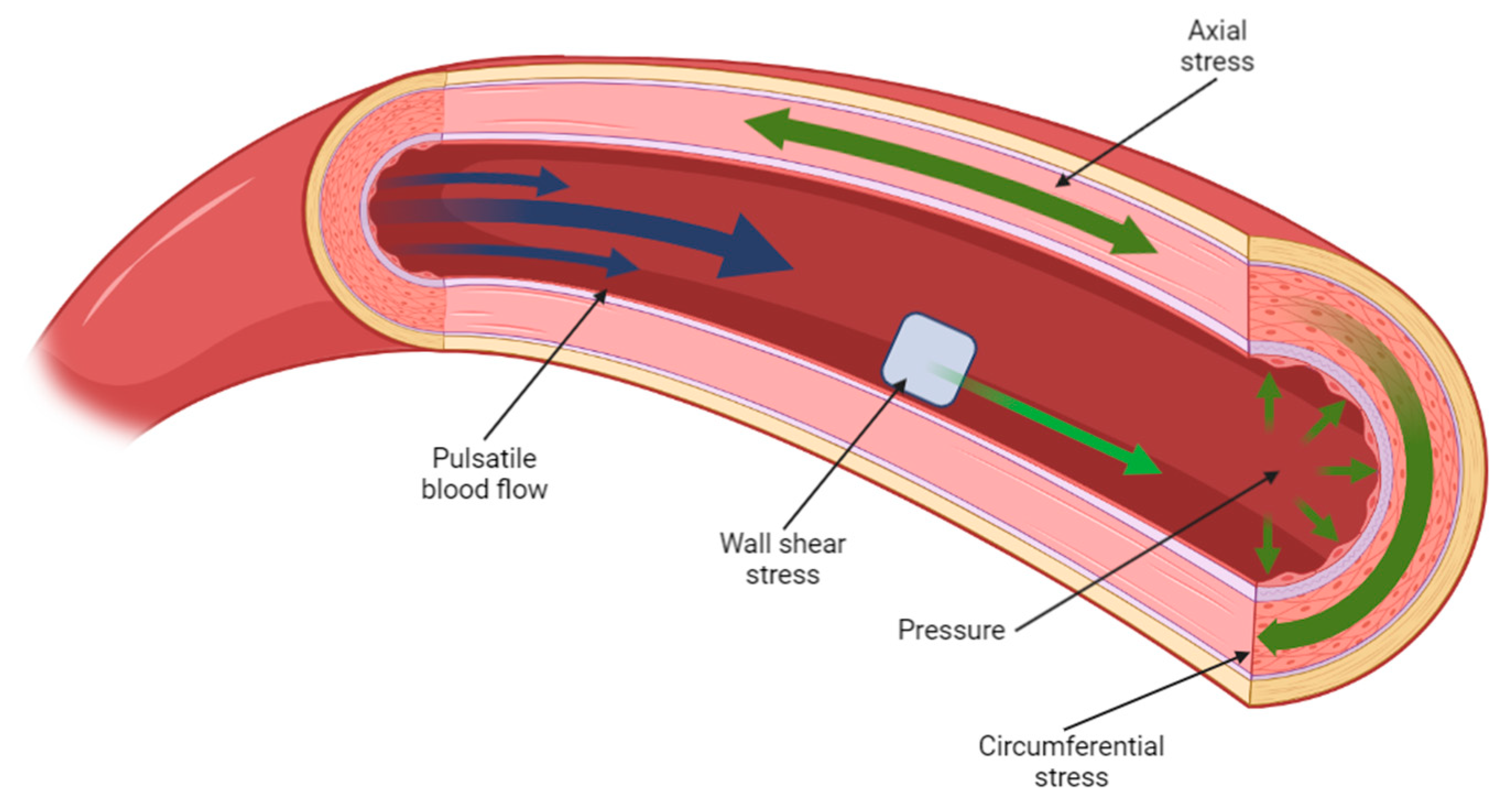 Biomimetics 08 00205 g004