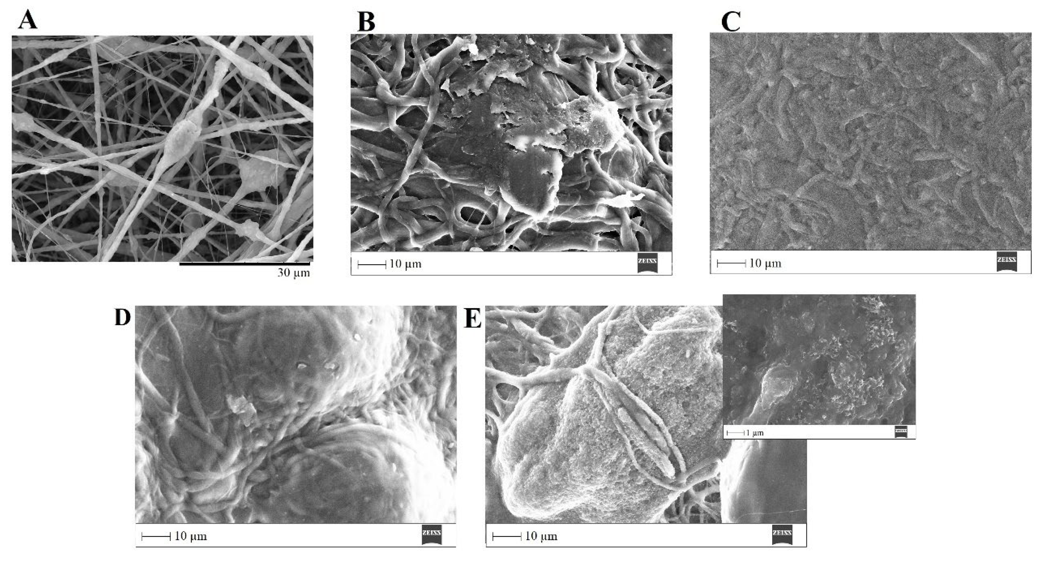 Biomimetics 08 00206 g015 Biomimetics 08 00206 g015
