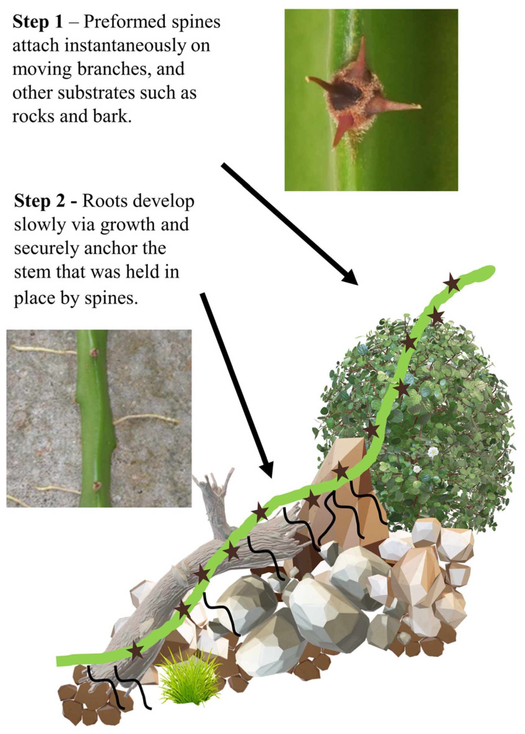 Biomimetics 08 00220 g001
