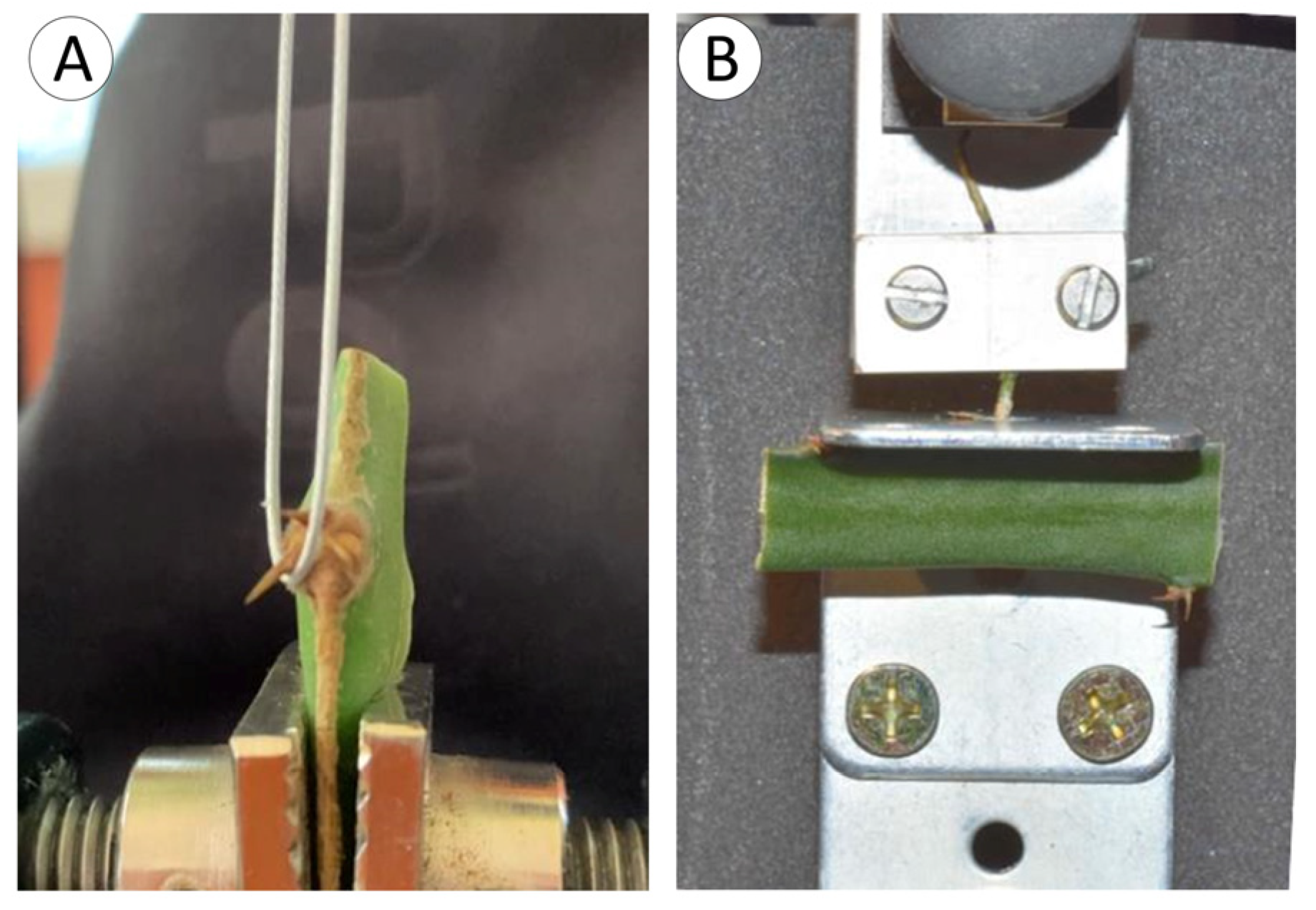 Biomimetics 08 00220 g002