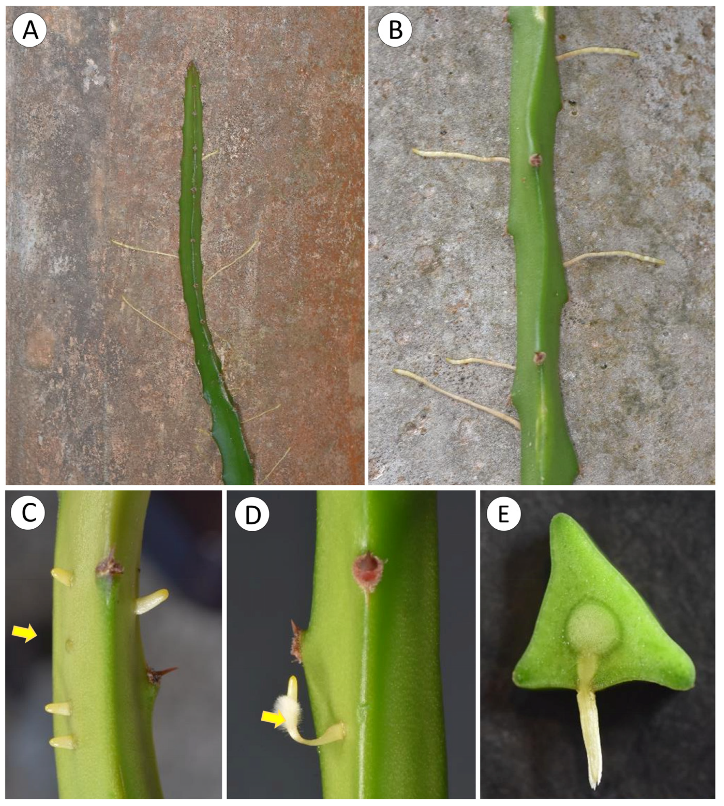 Biomimetics 08 00220 g005
