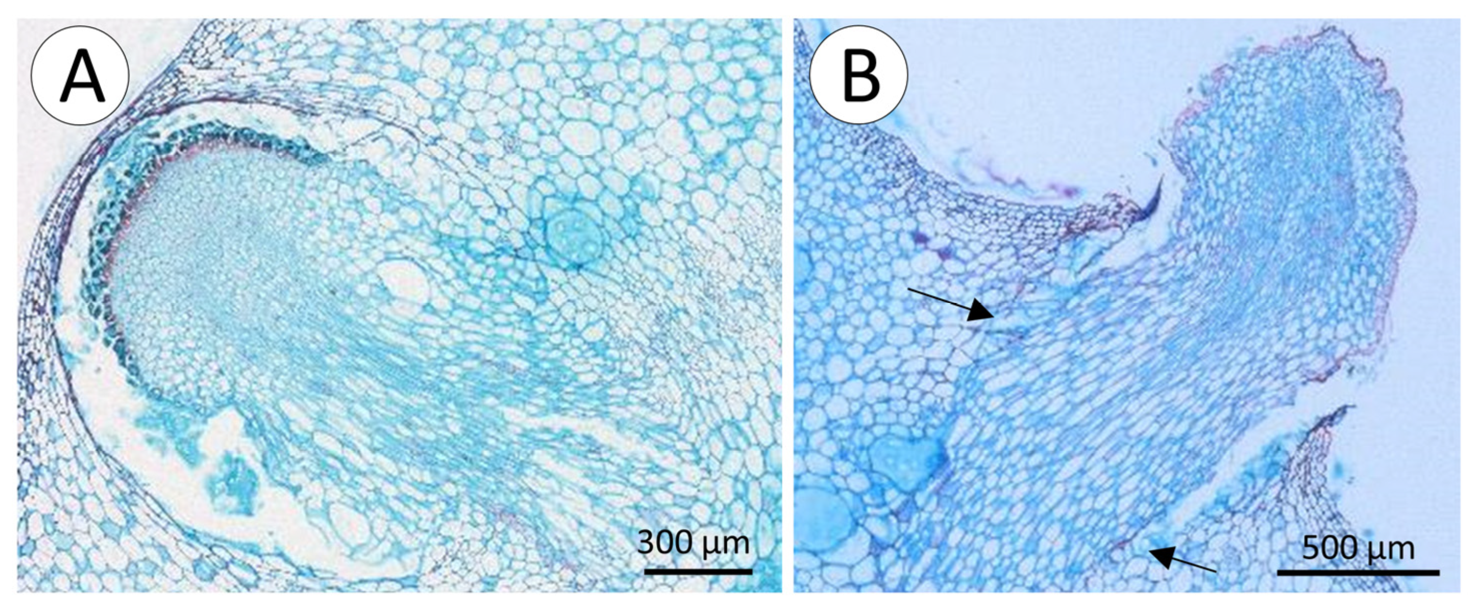 Biomimetics 08 00220 g006